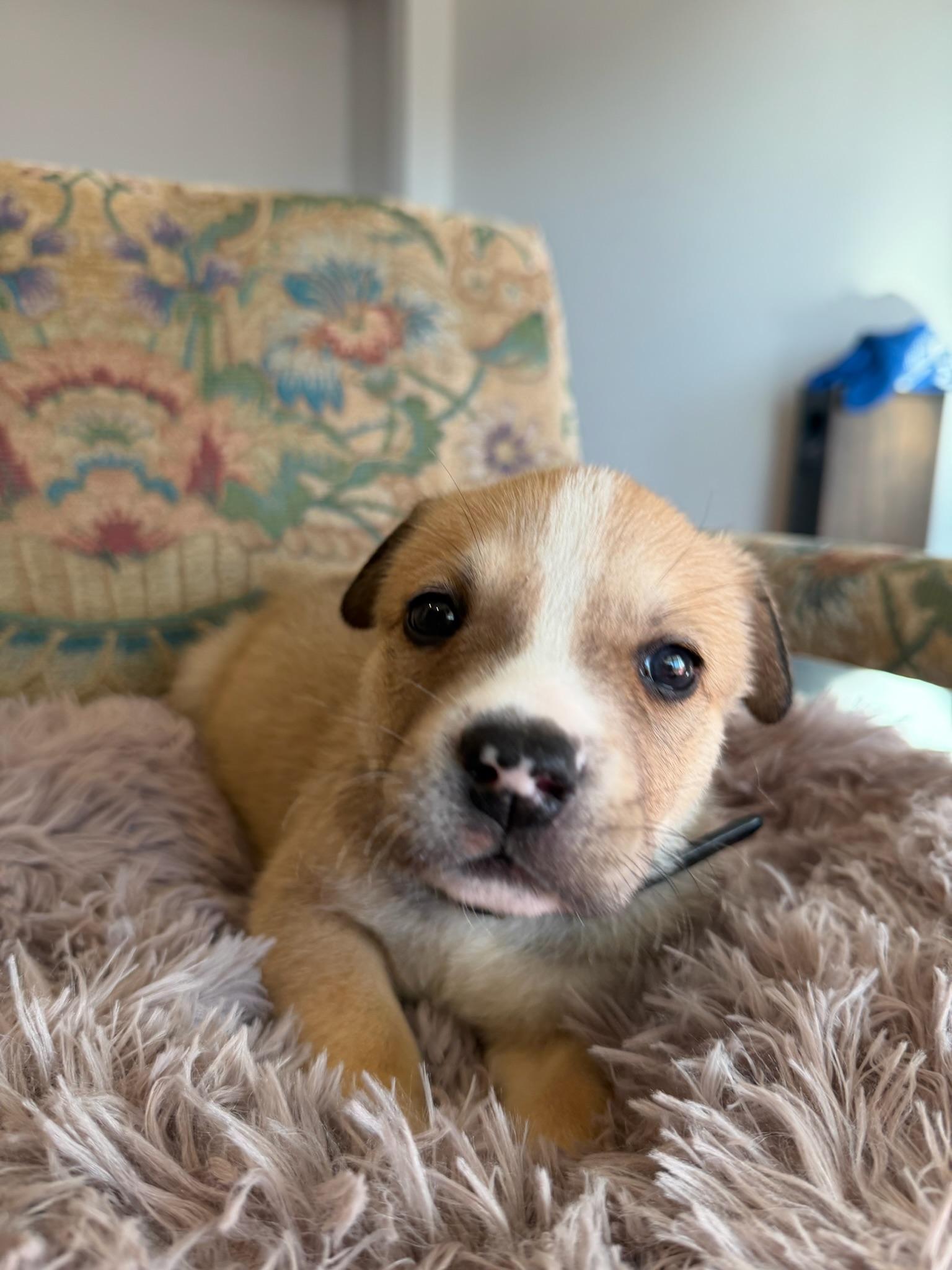 Enlarge Clove, an adopted mixed breed in Santa Barbara, CA image 1/5