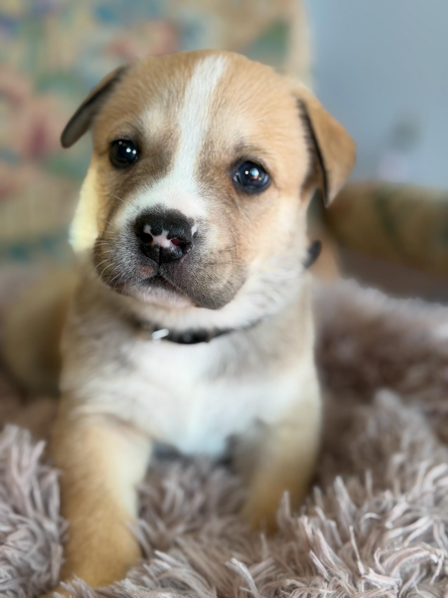 Enlarge Clove, an adopted mixed breed in Santa Barbara, CA image 4/5
