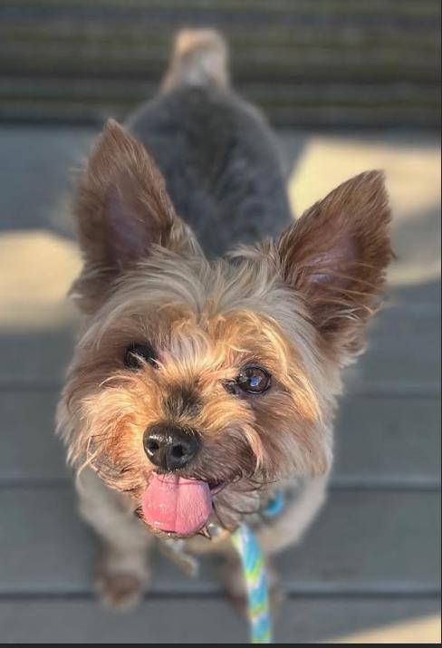 Boomer Adopted, Adopted, Adult Male Yorkshire Terrier.