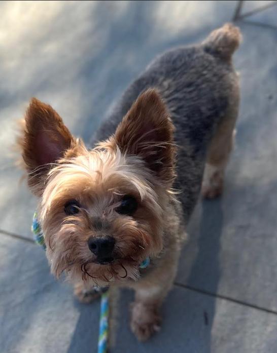 Enlarge Boomer Adopted, a Adopted Yorkshire Terrier in Cranston, RI image 2/3