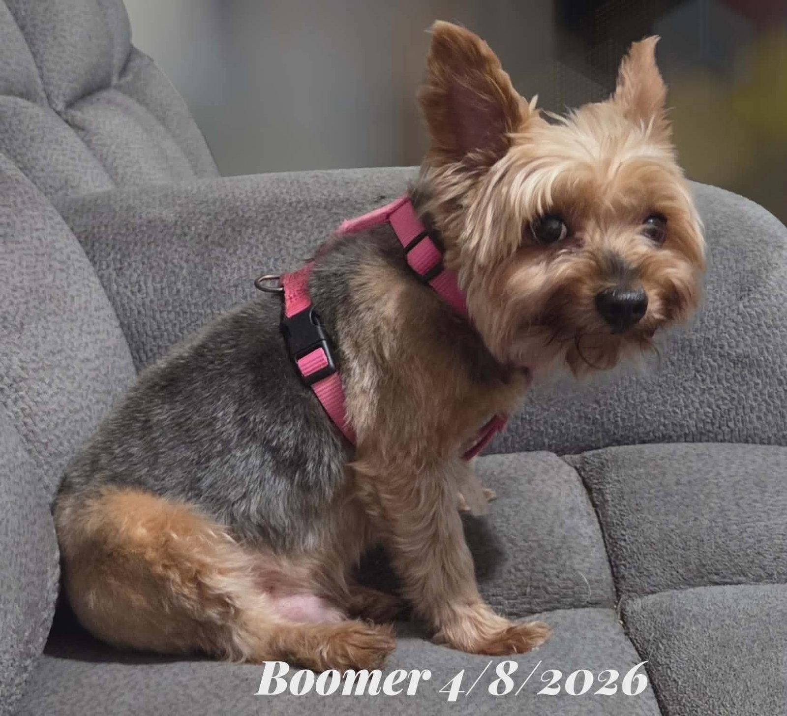 Enlarge Boomer Adopted, a Adopted Yorkshire Terrier in Cranston, RI image 3/3
