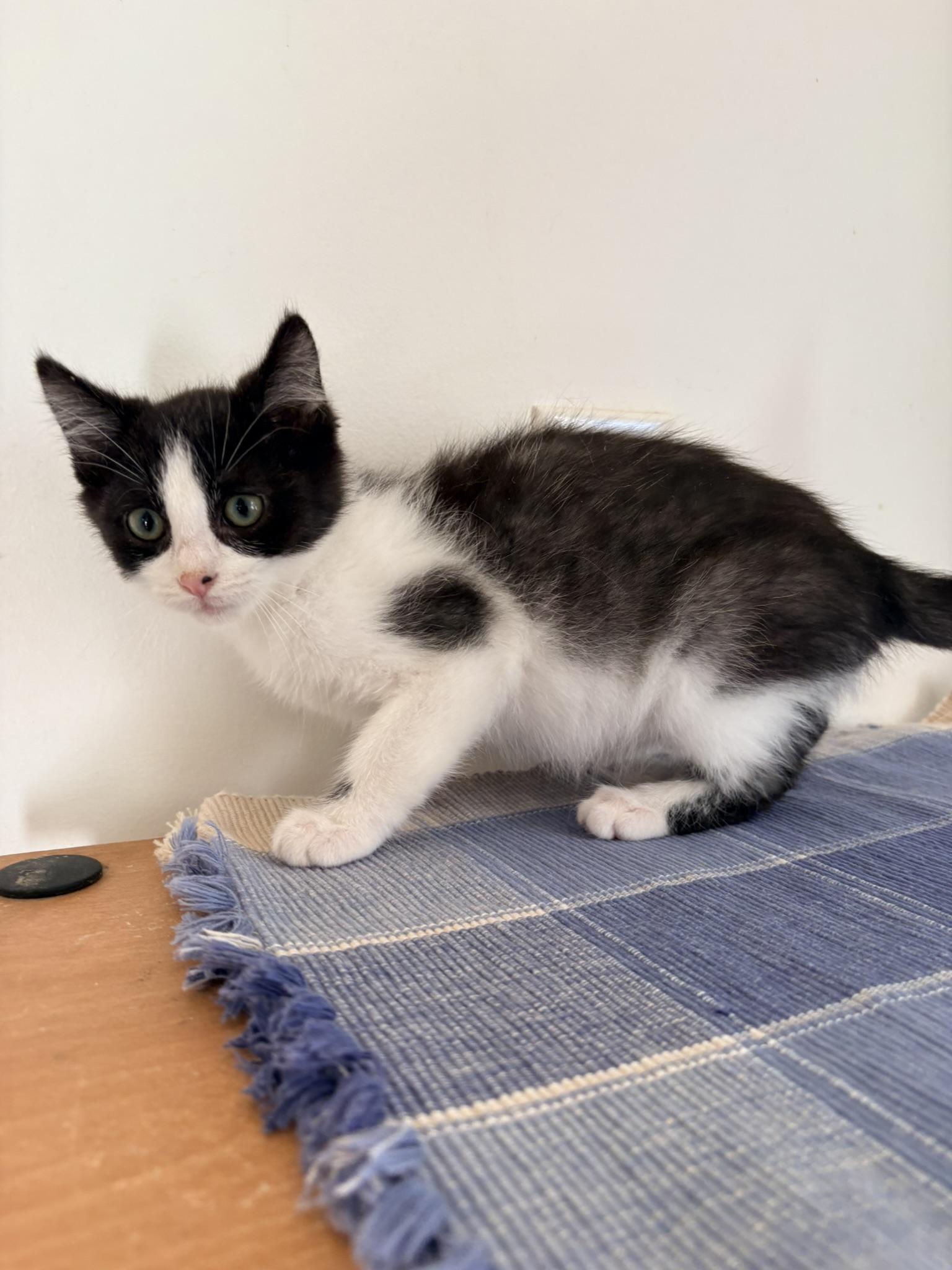 Enlarge Batman, a Adoptable Domestic Short Hair in Kalamazoo, MI image 3/4