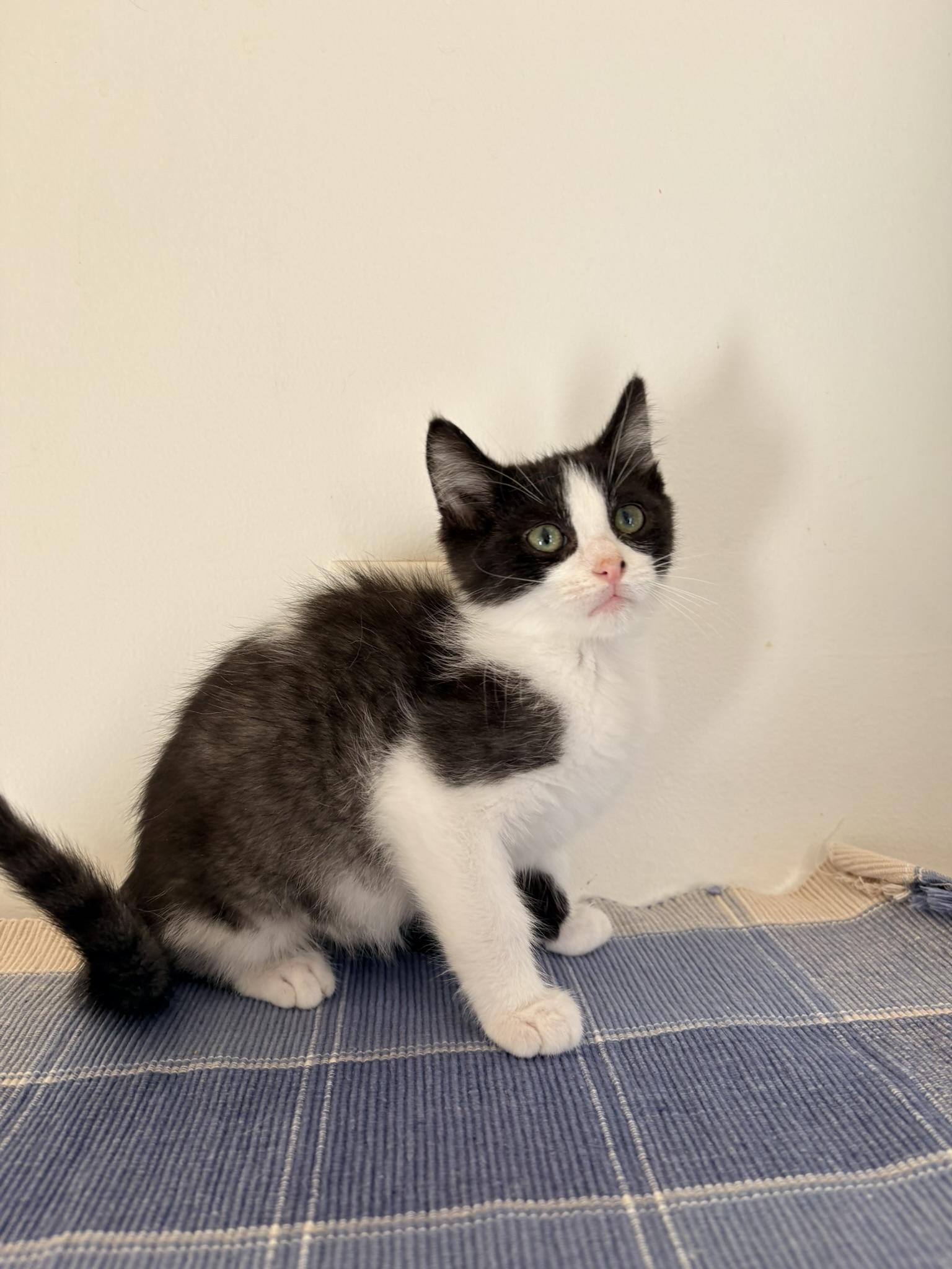 Enlarge Batman, a Adoptable Domestic Short Hair in Kalamazoo, MI image 2/4