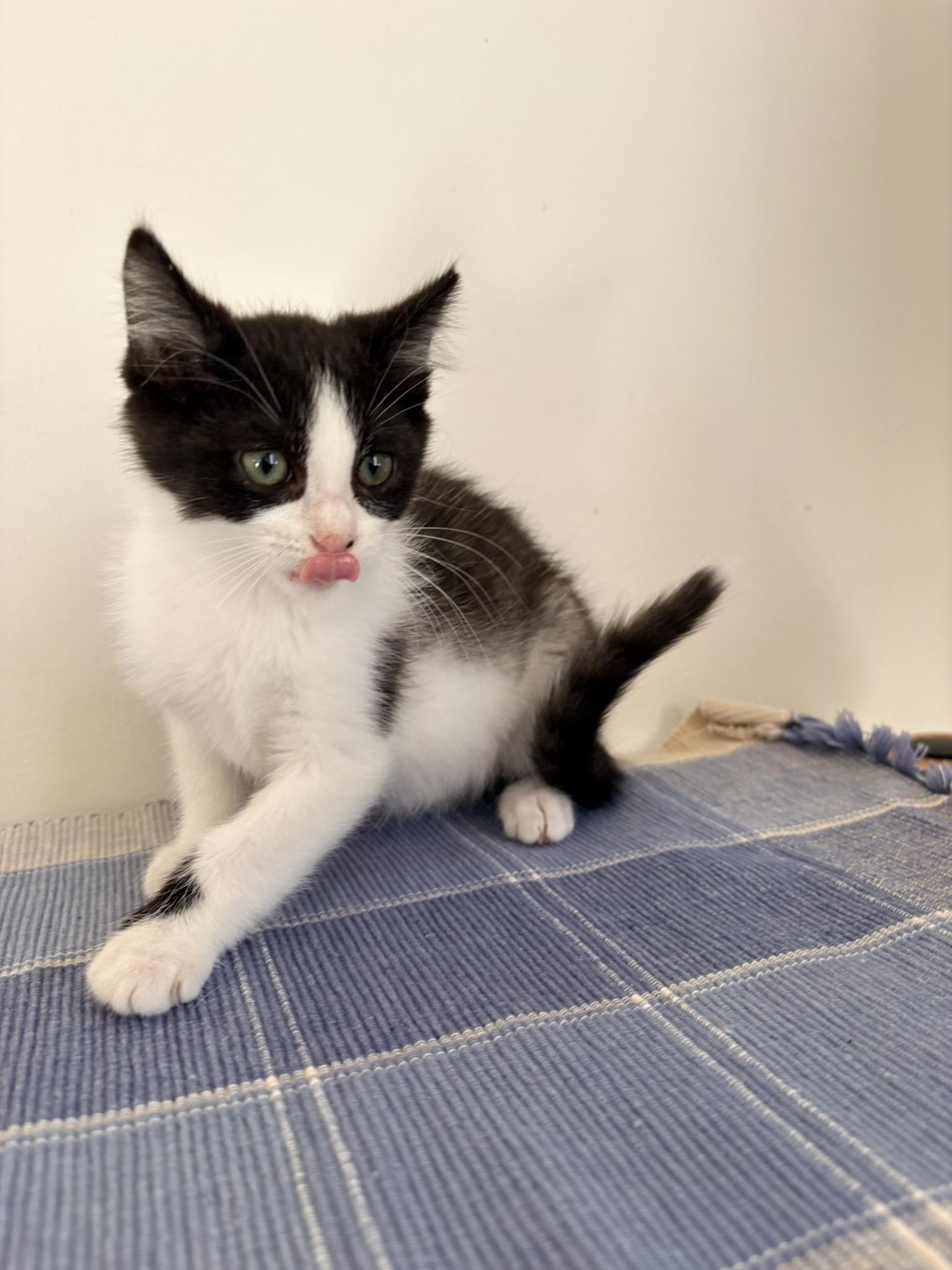 Enlarge Batman, a Adoptable Domestic Short Hair in Kalamazoo, MI image 4/4