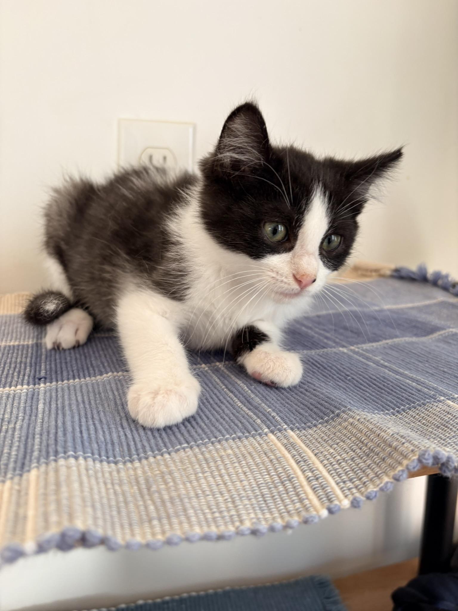 Batman, Adoptable, Kitten Male Domestic Short Hair.