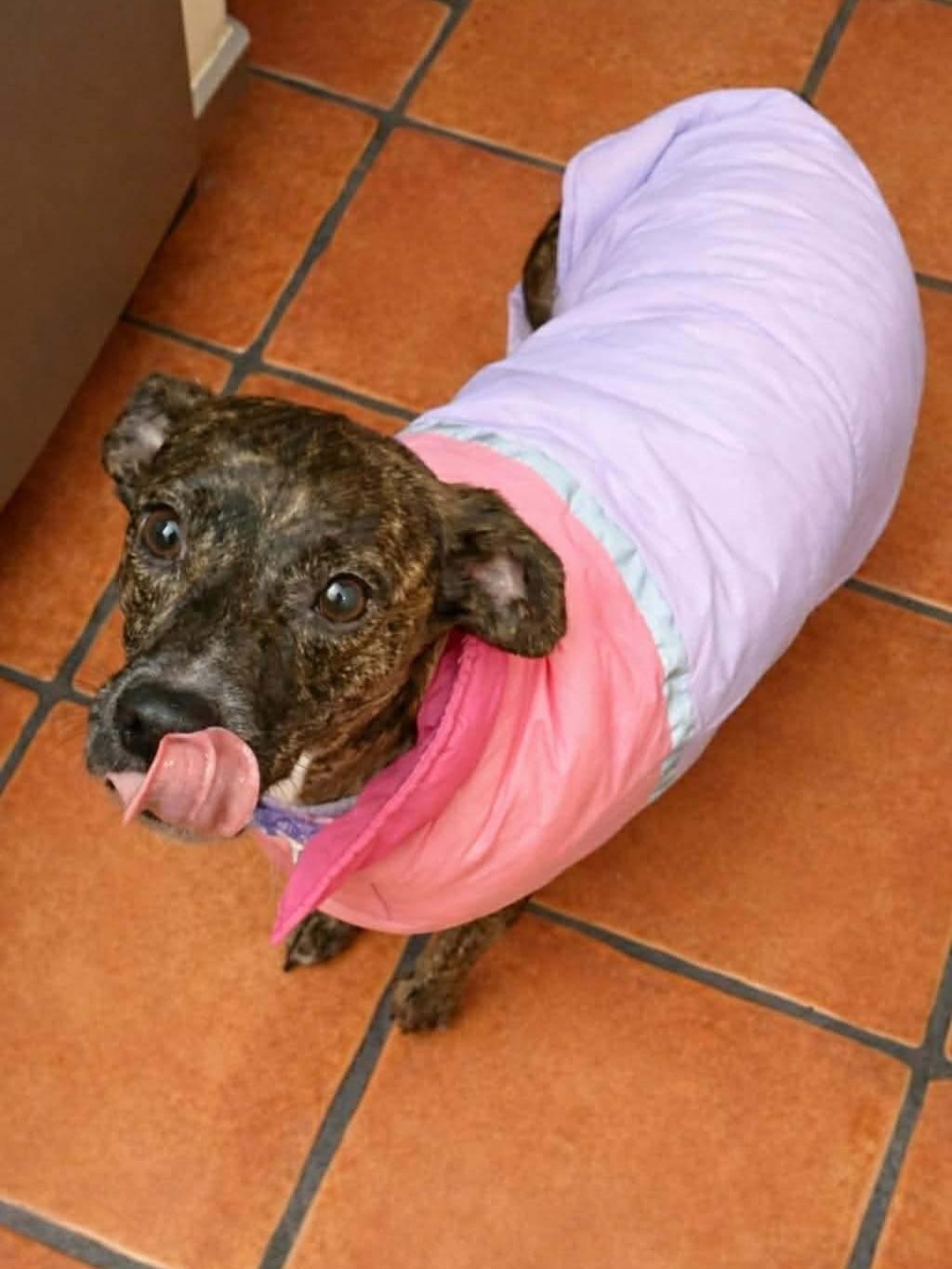 Enlarge Penny, a ADOPTABLE mixed breed in Salem, NH image 2/6