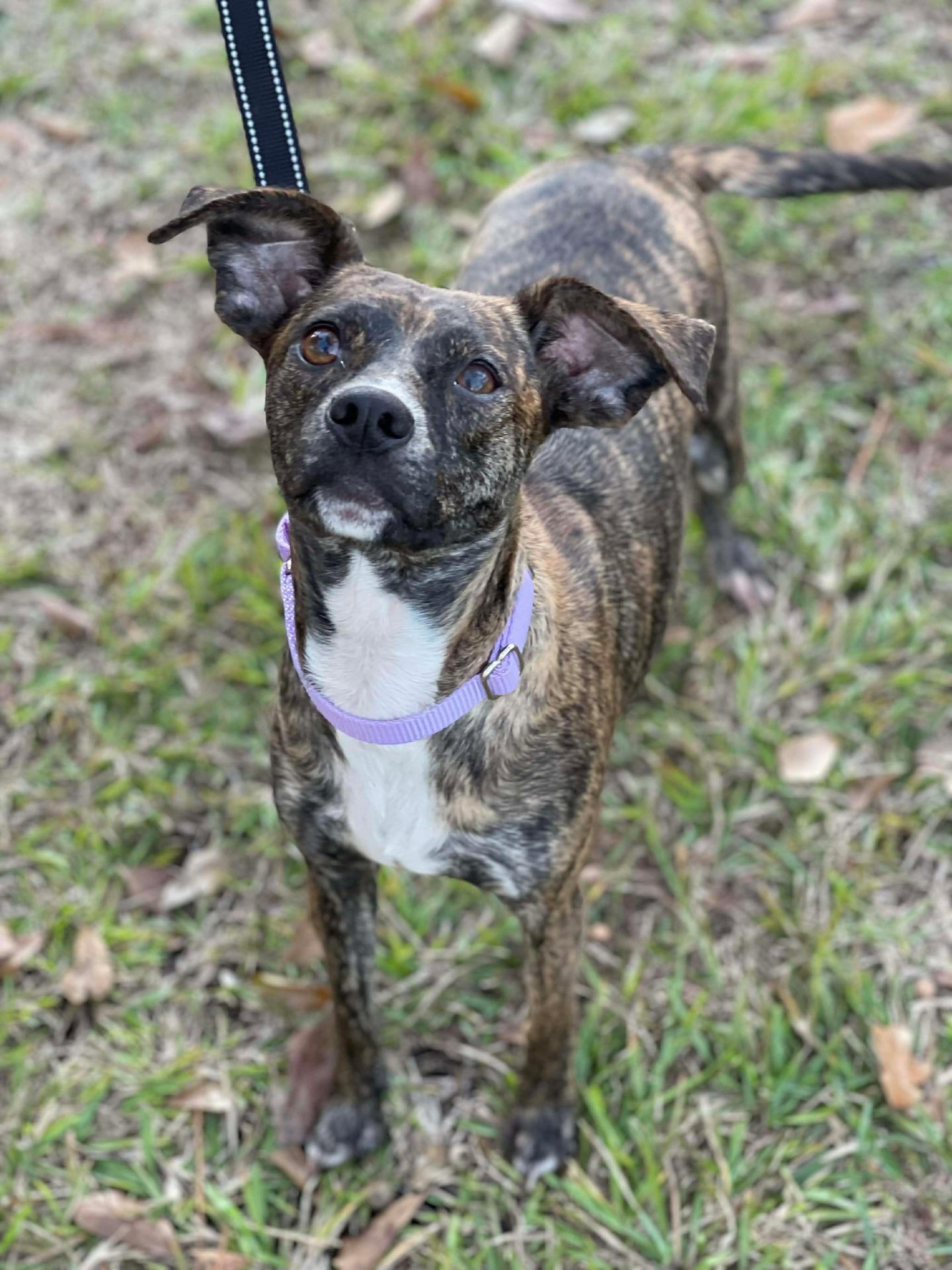 Enlarge Penny, a ADOPTABLE mixed breed in Salem, NH image 3/6