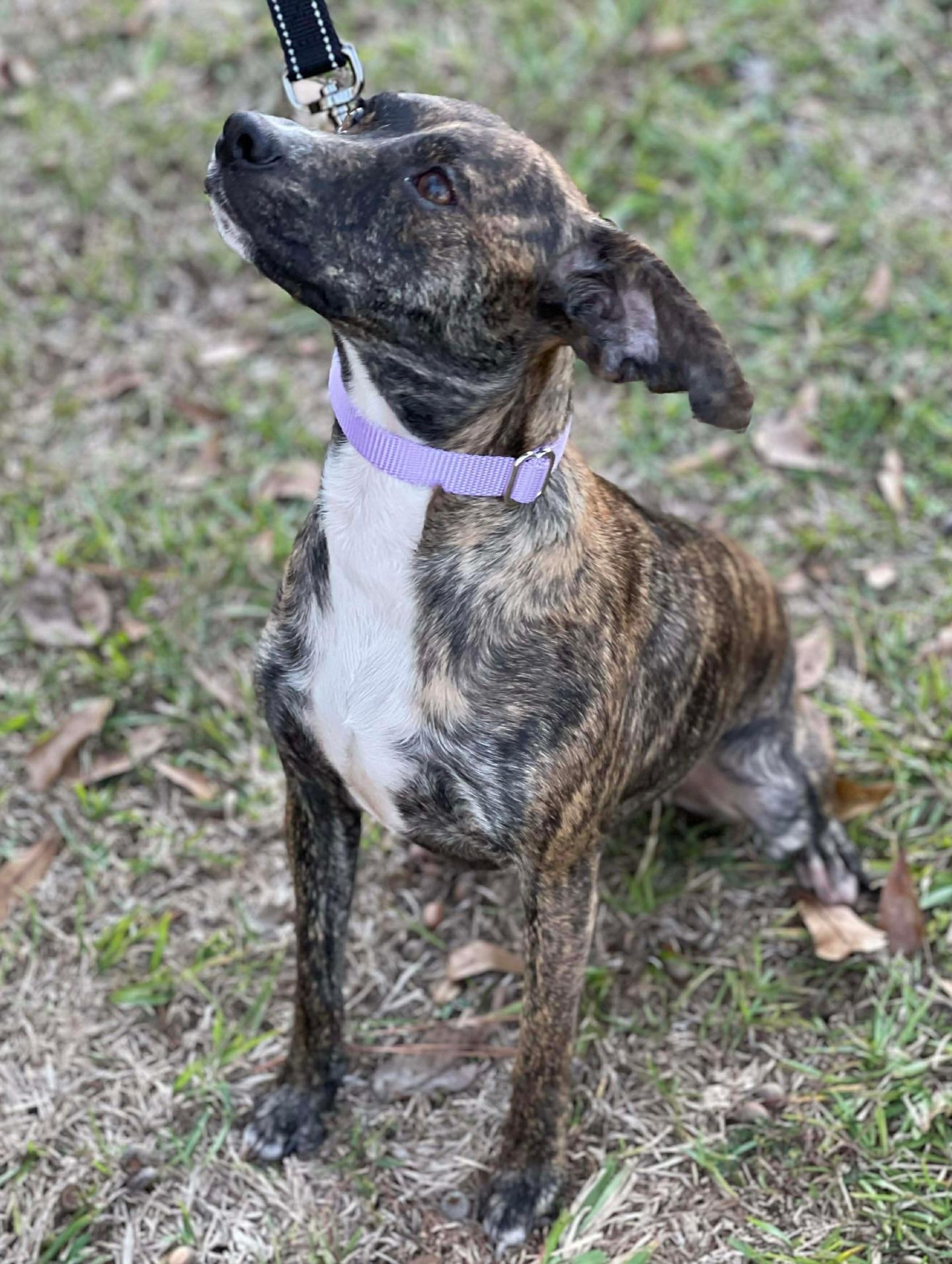 Enlarge Penny, a ADOPTABLE mixed breed in Salem, NH image 5/6