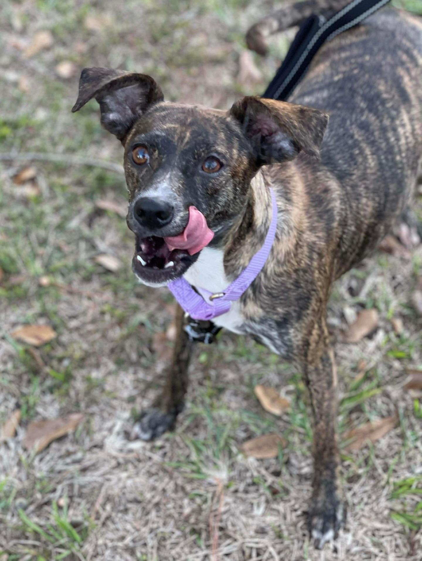 Enlarge Penny, a ADOPTABLE mixed breed in Salem, NH image 1/6