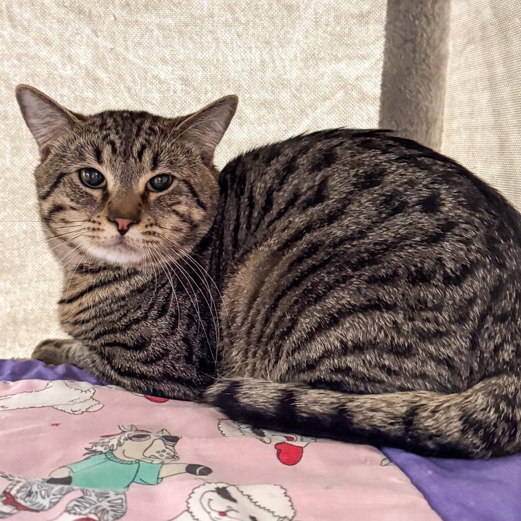 Enlarge Astro *Bonded w/ Fernandez*, a Adoptable Domestic Short Hair in Kennebunk, ME image 1/2