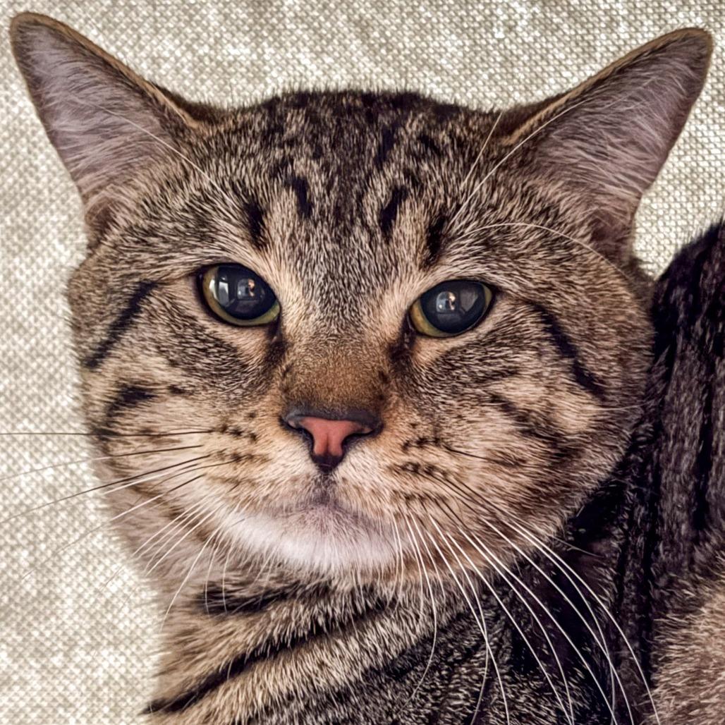 Enlarge Astro *Bonded w/ Fernandez*, a Adoptable Domestic Short Hair in Kennebunk, ME image 2/2