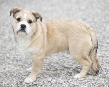 Avery, adopted, Puppy Male Mixed Breed.