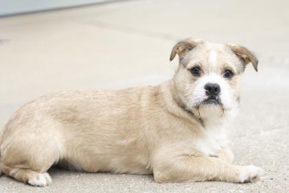 Enlarge Avery, an adopted mixed breed in Bedford, IN image 2/3