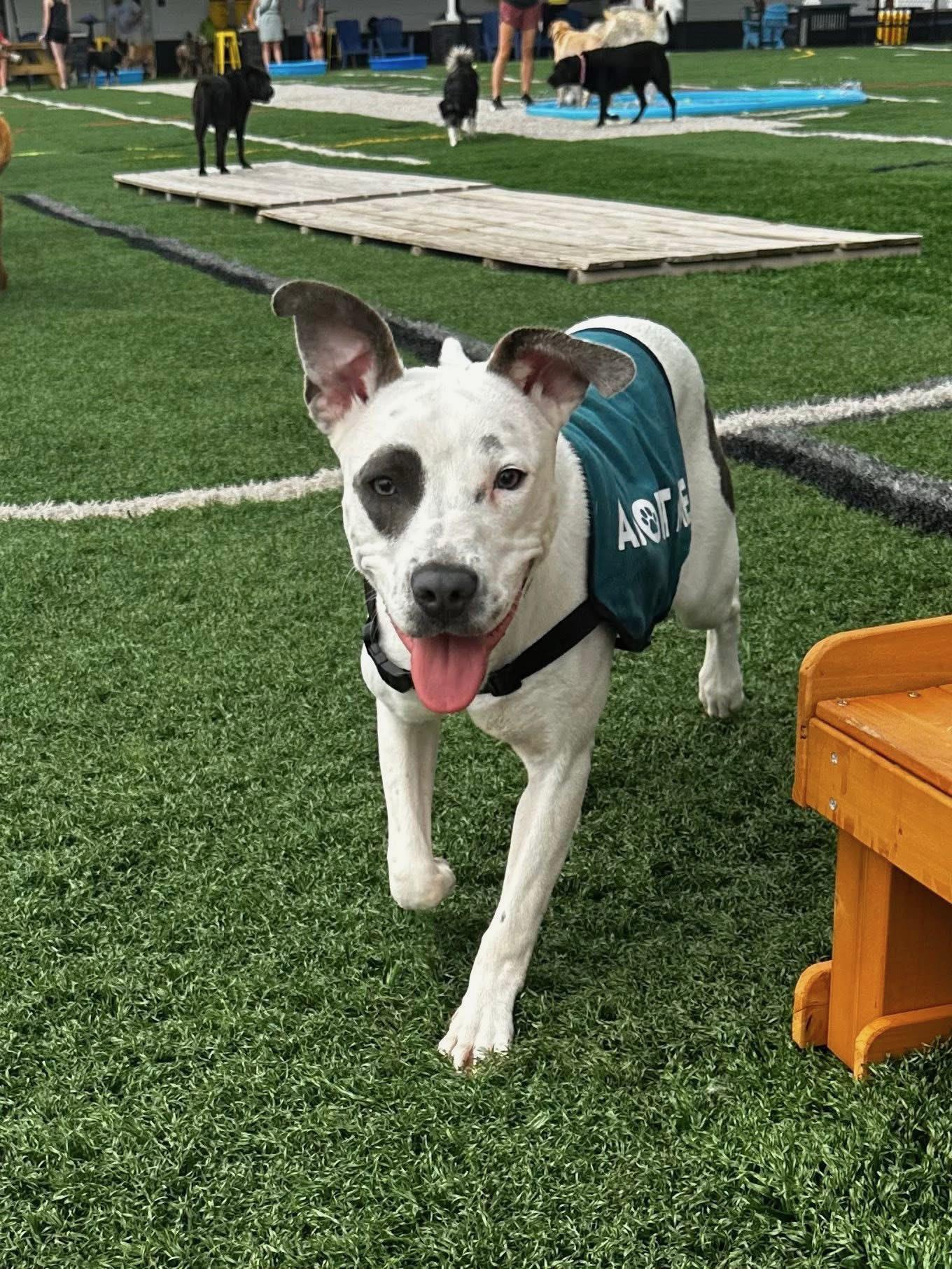 Charlotte, Baby Female American Staffordshire Terrier