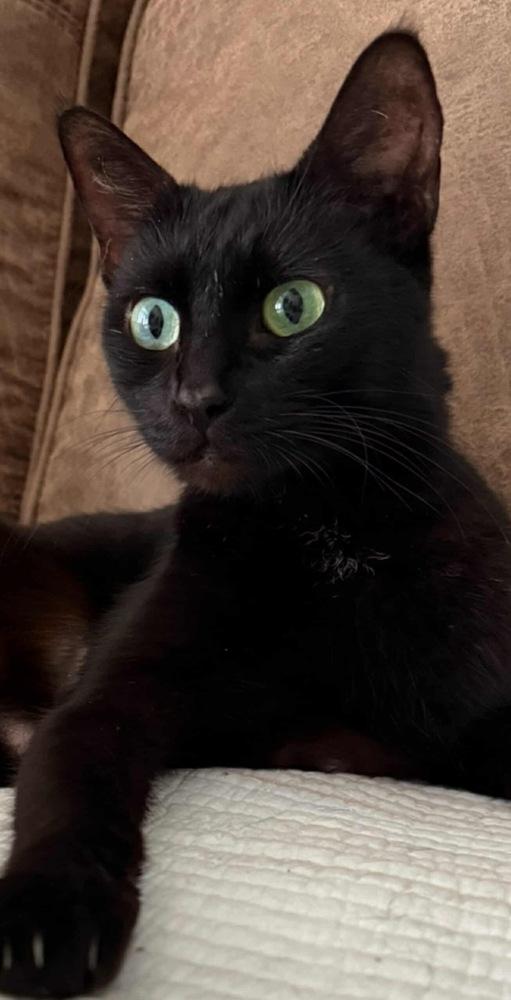 Emerald, a Adoptable mixed breed in Dallas, TX image 1/3
