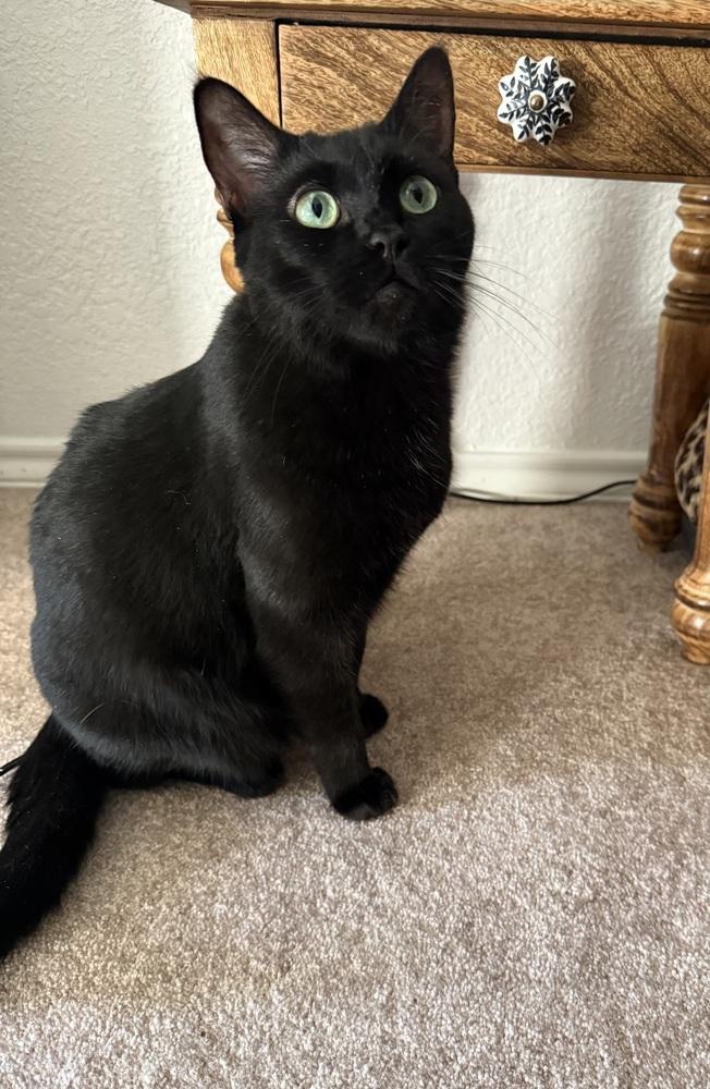 Emerald, a Adoptable mixed breed in Dallas, TX image 2/3
