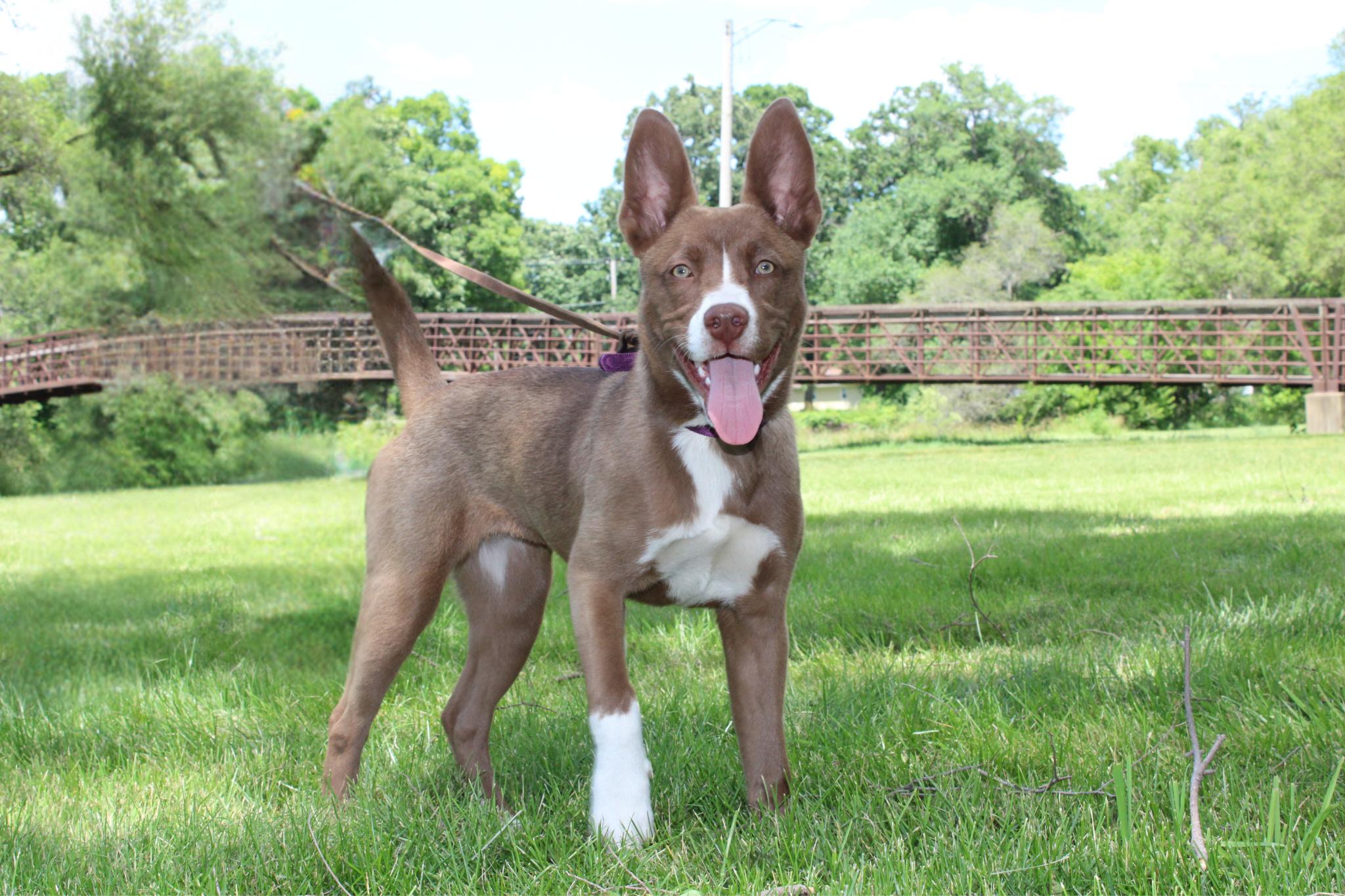 Enlarge Jacey, a Adoptable mixed breed in Naperville, IL image 2/6