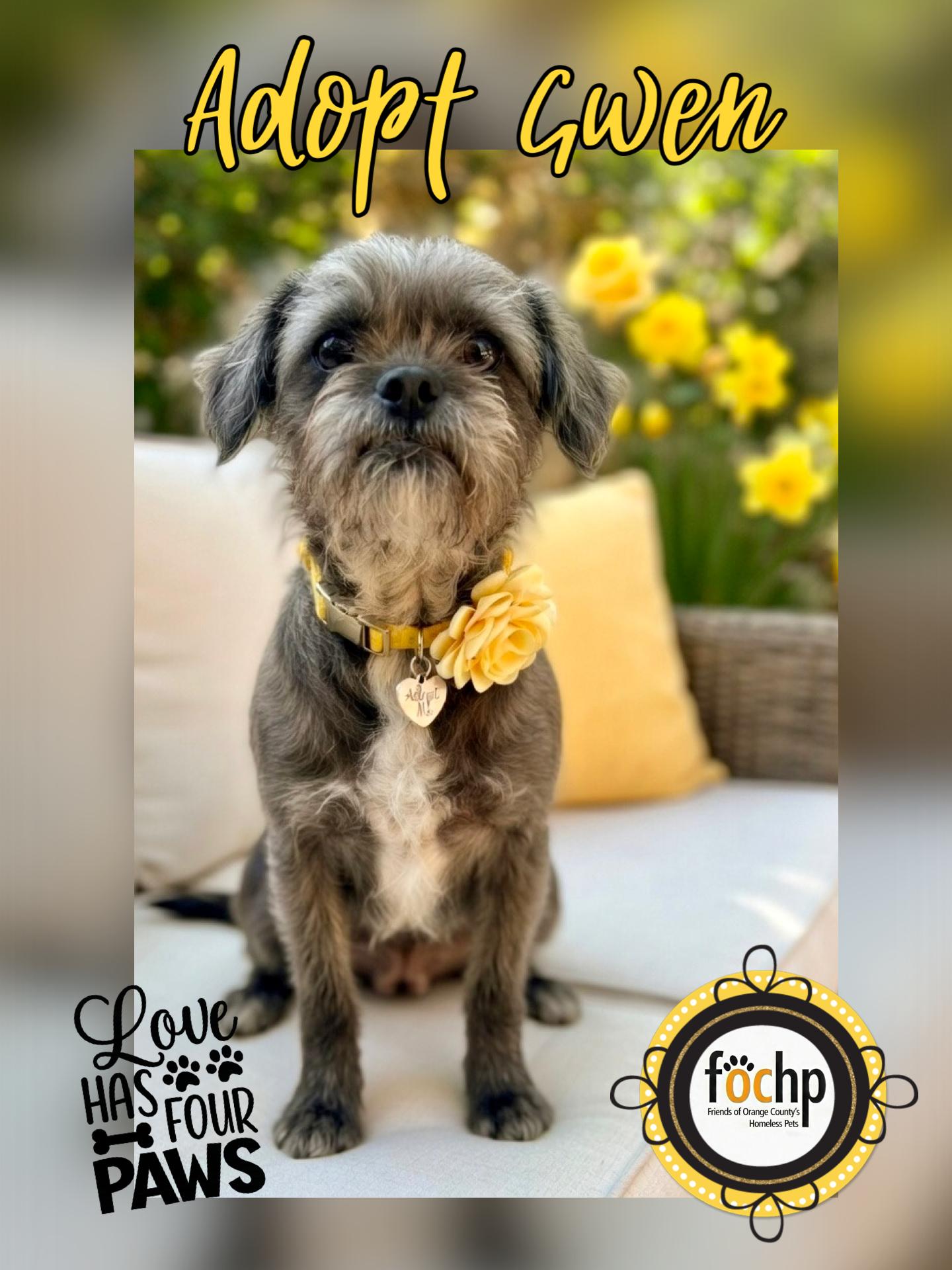 Gwen, Adoptable, Adult Female Brussels Griffon.