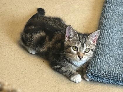 Georgina, Adoptable, Young Female Domestic Short Hair & Domestic Short Hair.