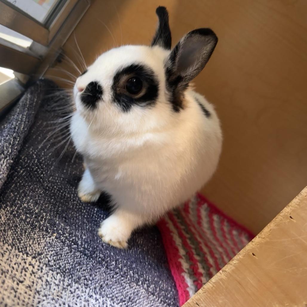 Stormi, Adoptable, Adult Female Netherland Dwarf.