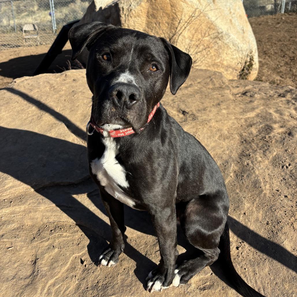 Snoop, Adoptable, Adult Male Pit Bull Terrier.