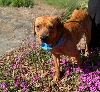 Enlarge Pvt. Ryan, a Adoptable Labrador Retriever in Midland, VA image 1/1