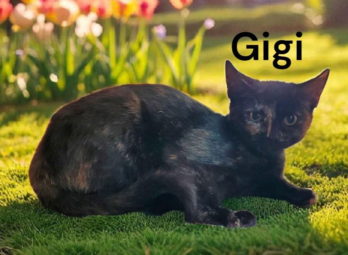 Enlarge GiGi, a Adoptable Tortoiseshell in Chesapeake, VA image 1/2
