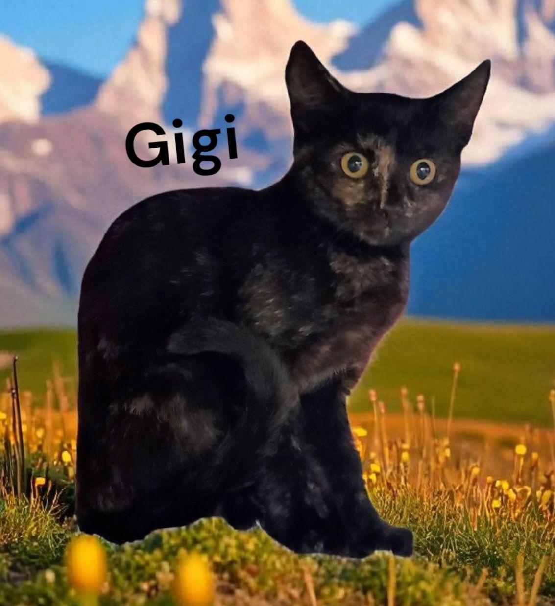 Enlarge GiGi, a Adoptable Tortoiseshell in Chesapeake, VA image 2/2