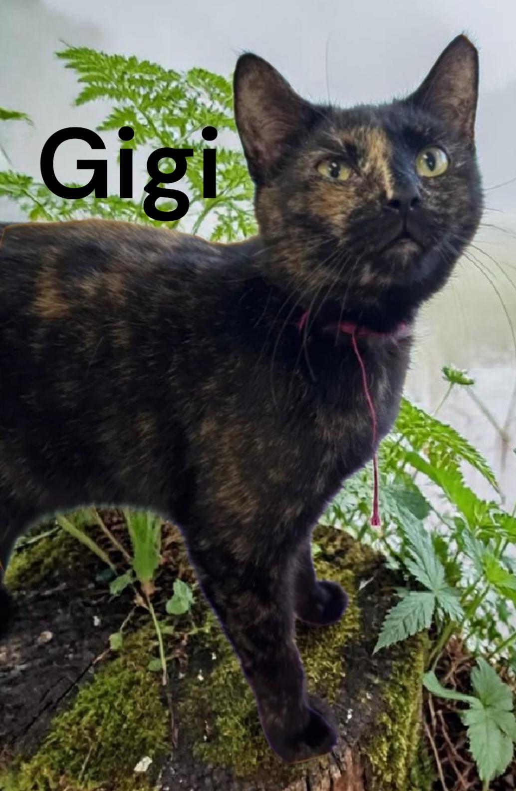 GiGi, Adoptable, Adult Female Tortoiseshell.