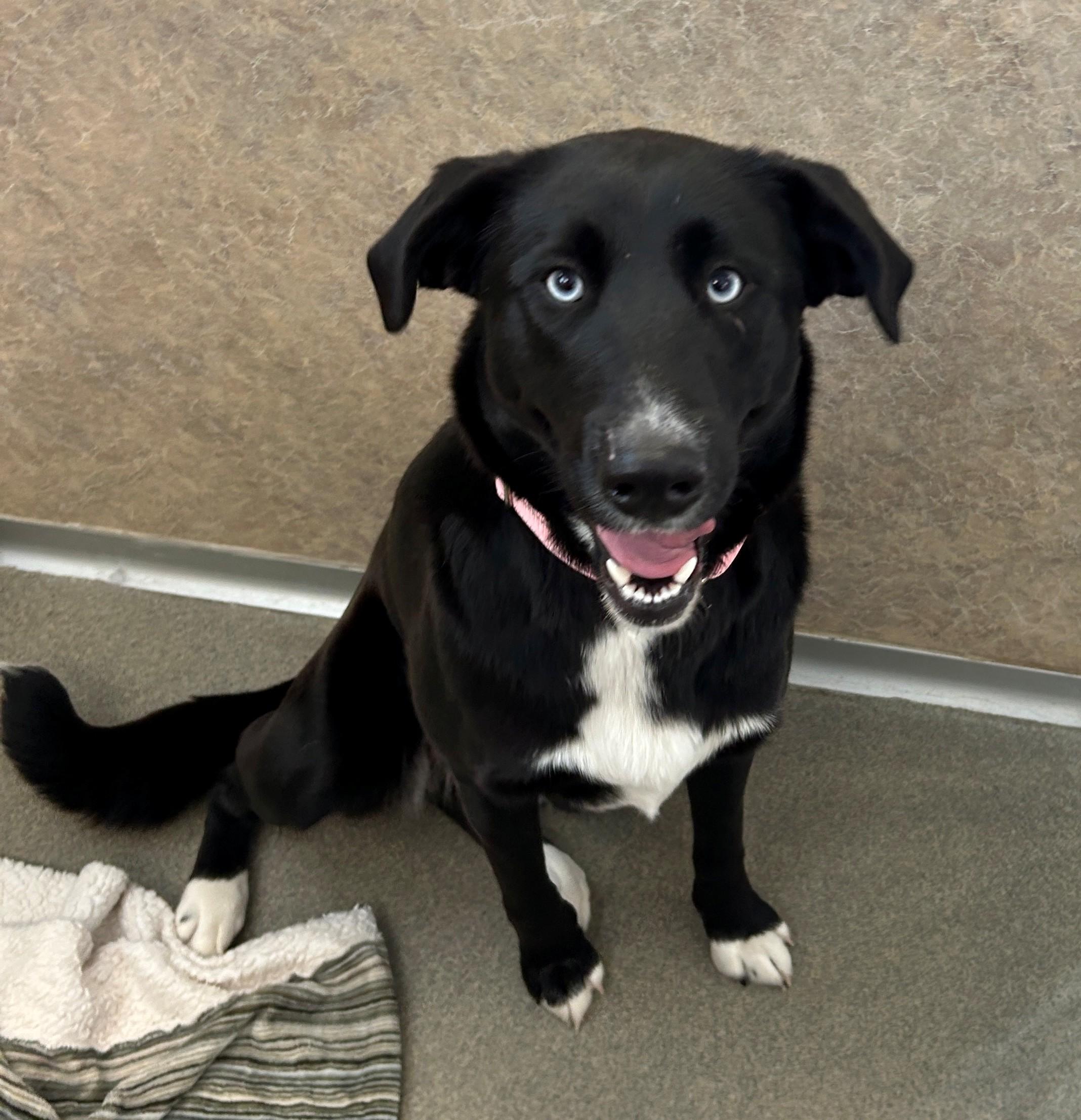 Enlarge Mel, a ADOPTABLE mixed breed in Willmar, MN image 1/3