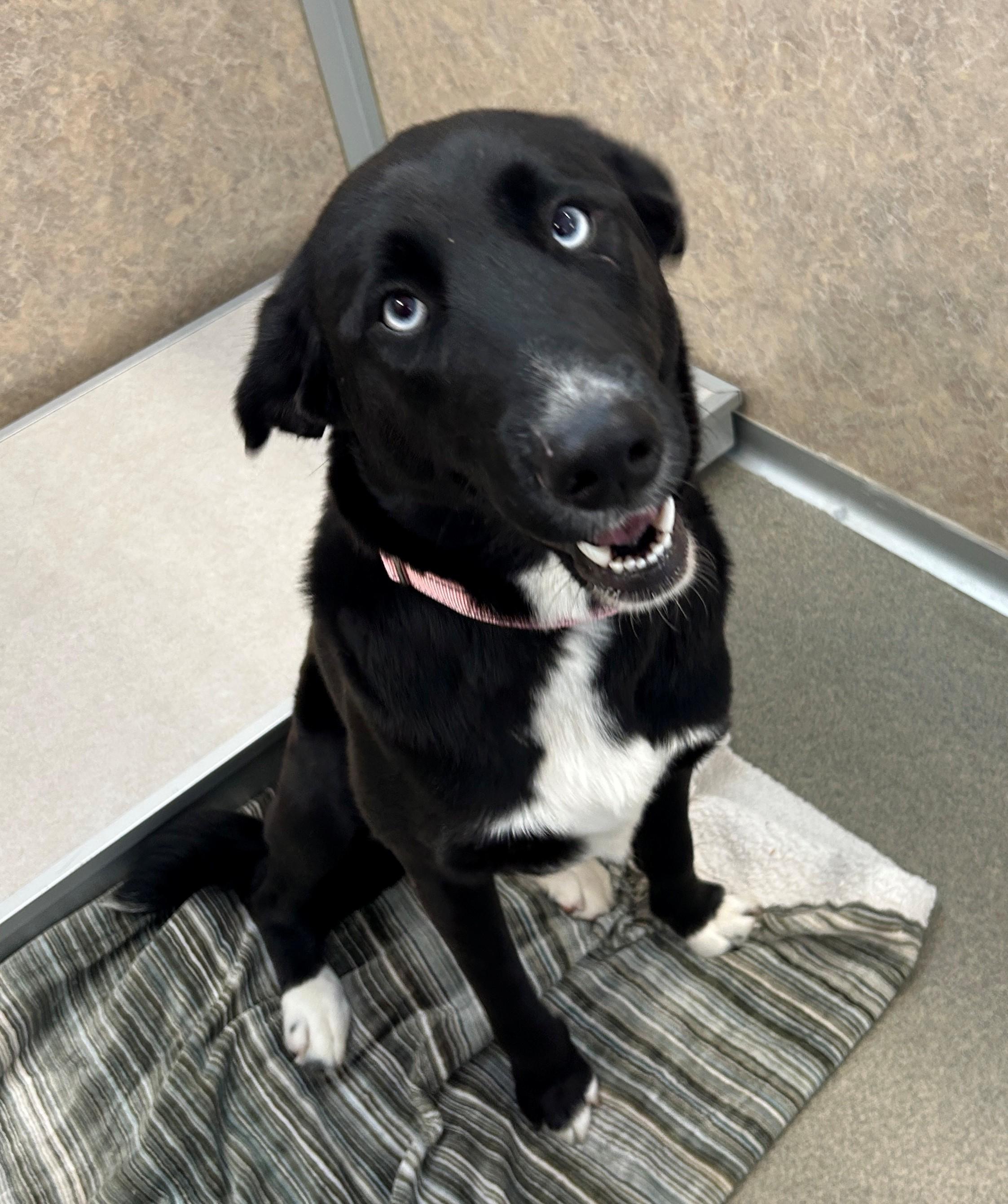 Enlarge Mel, a ADOPTABLE mixed breed in Willmar, MN image 2/3