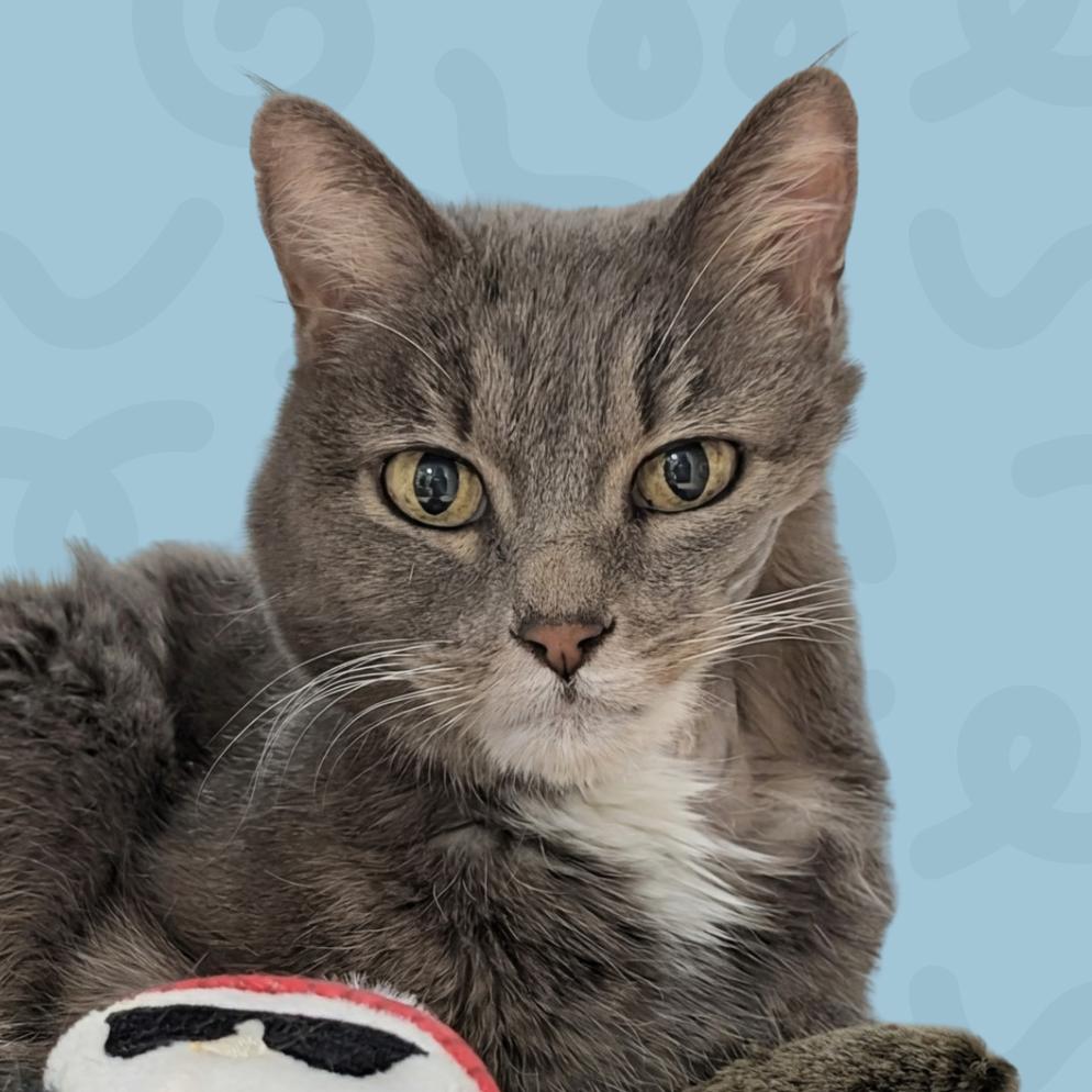 Maggie, Adoptable, Senior Female Domestic Short Hair.