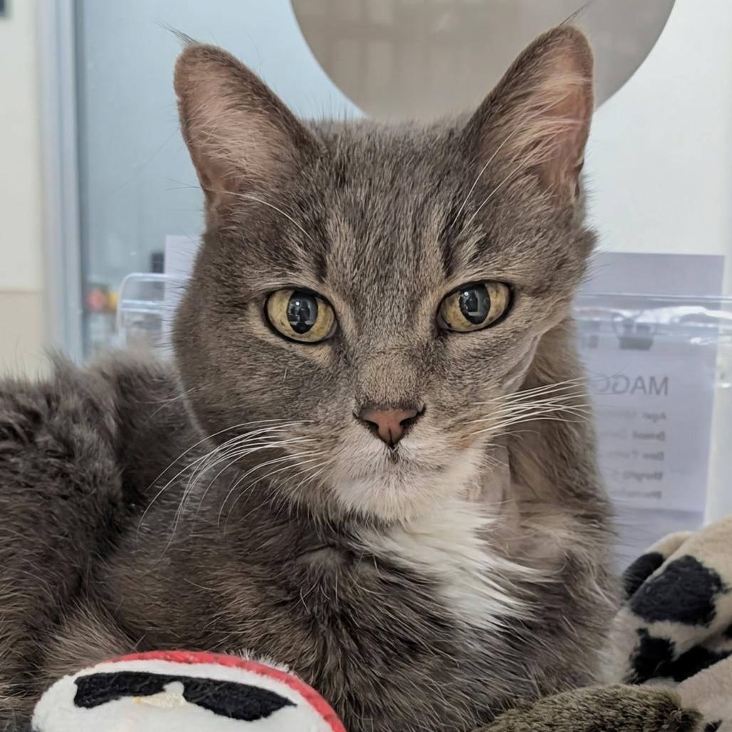 Enlarge Maggie, a Adoptable Domestic Short Hair in Reno, NV image 2/5