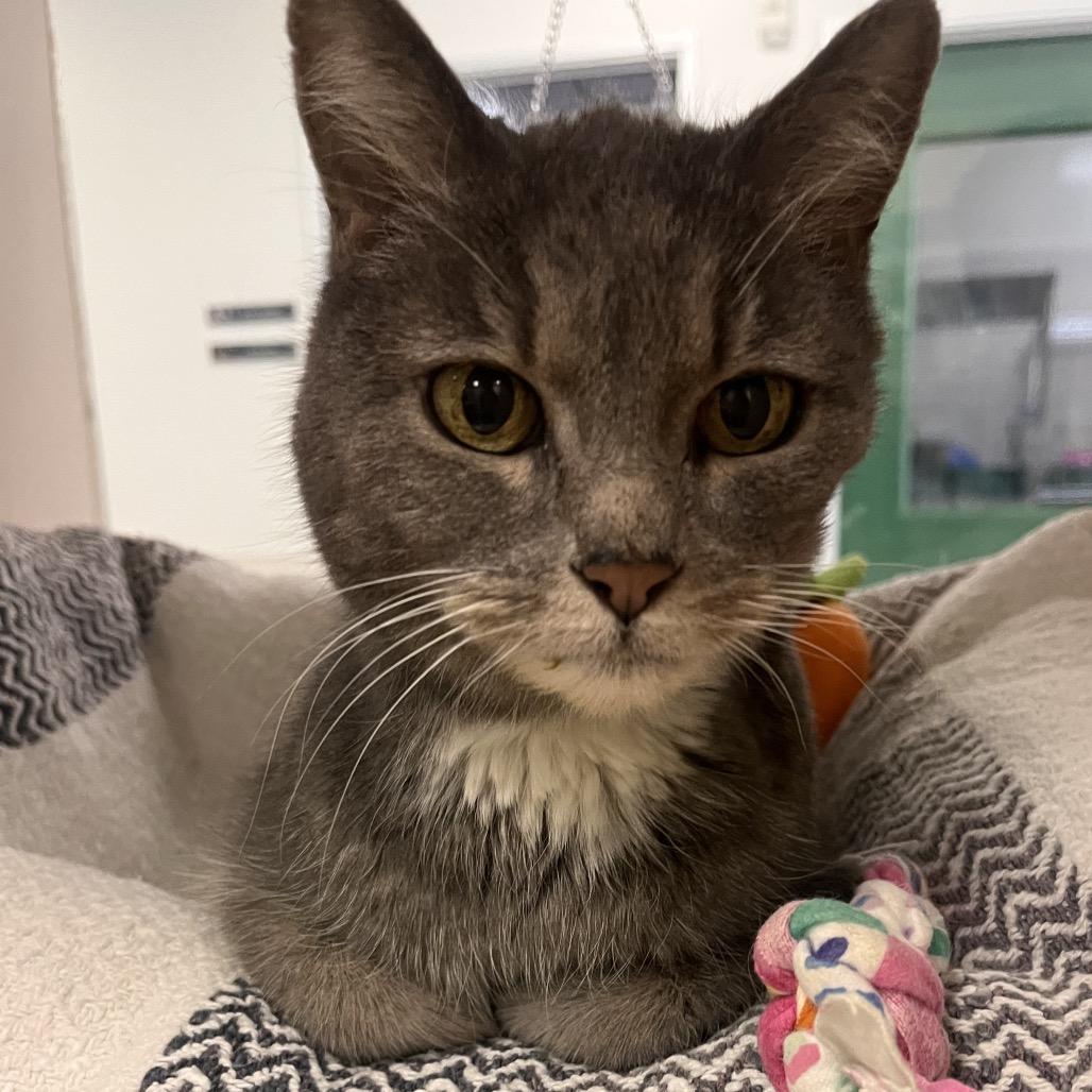 Enlarge Maggie, a Adoptable Domestic Short Hair in Reno, NV image 3/5
