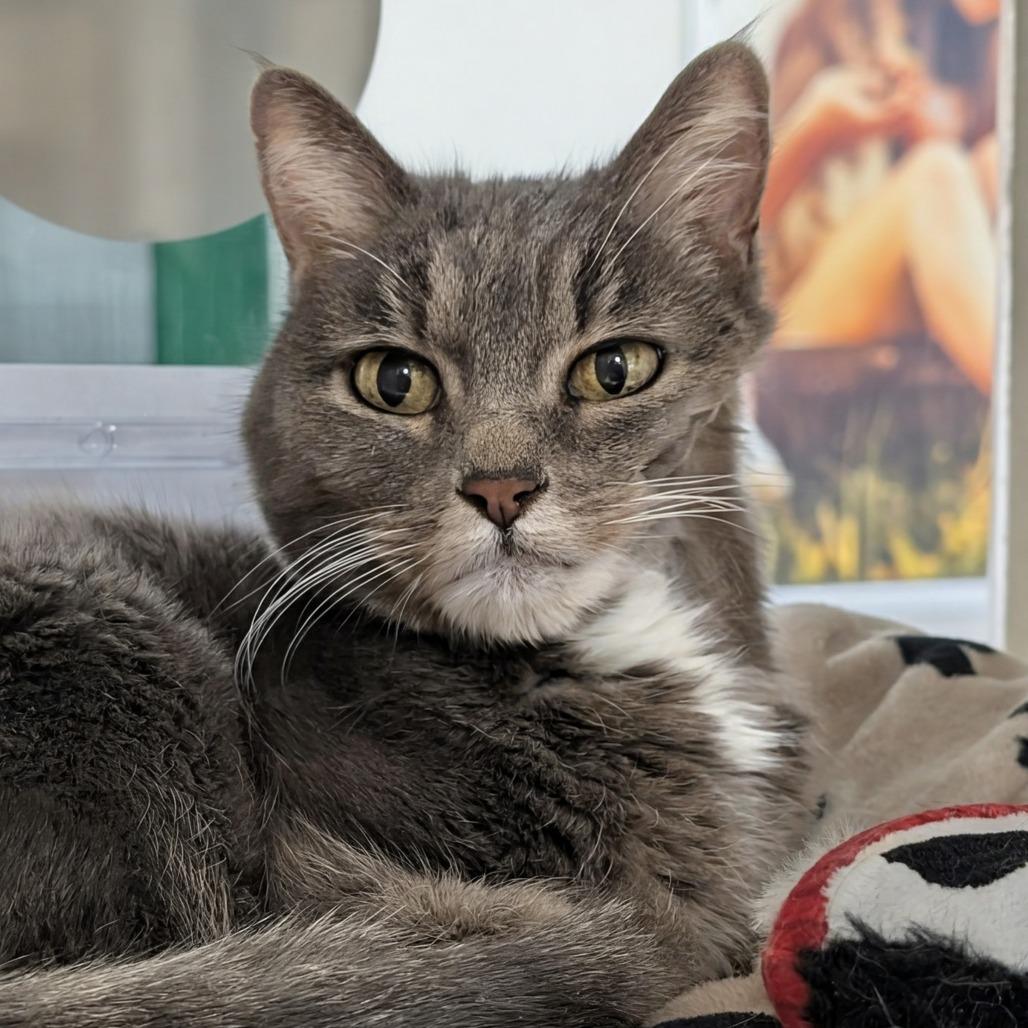 Enlarge Maggie, a Adoptable Domestic Short Hair in Reno, NV image 4/5
