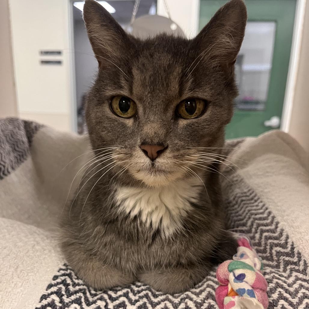 Enlarge Maggie, a Adoptable Domestic Short Hair in Reno, NV image 5/5
