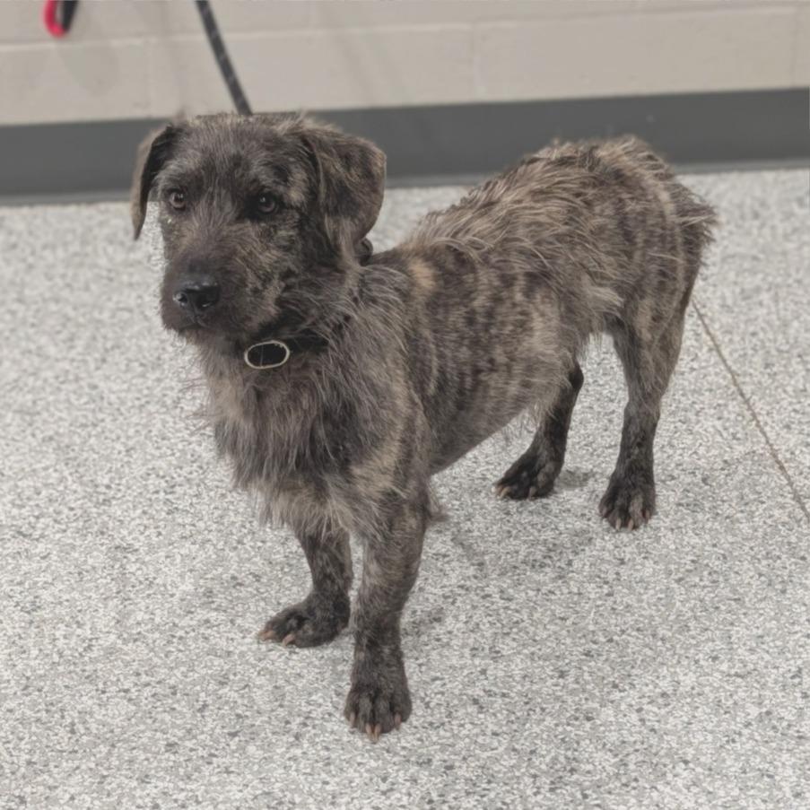 Enlarge Spruce, a Adoptable mixed breed in Smithville, TN image 2/2