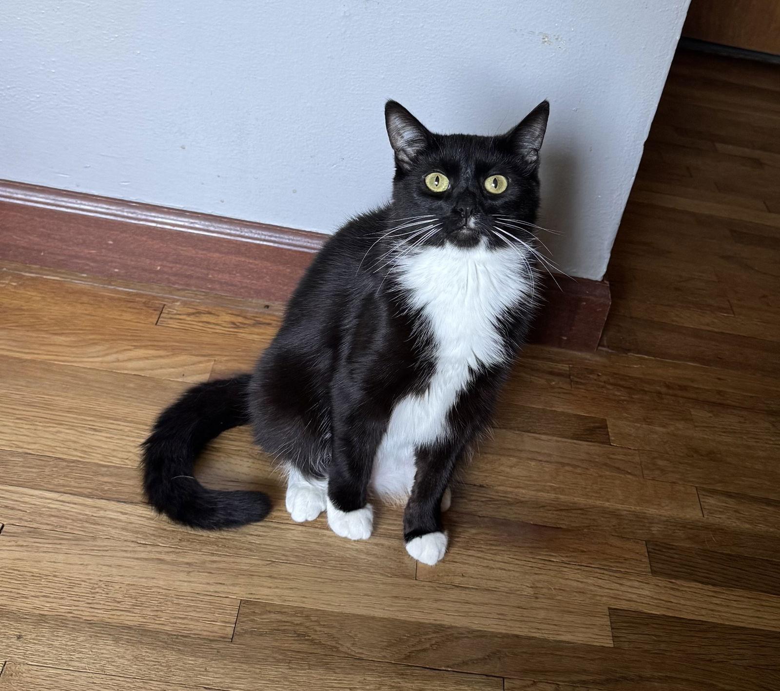 Sky C4593, Adoptable, Young Female Domestic Short Hair.