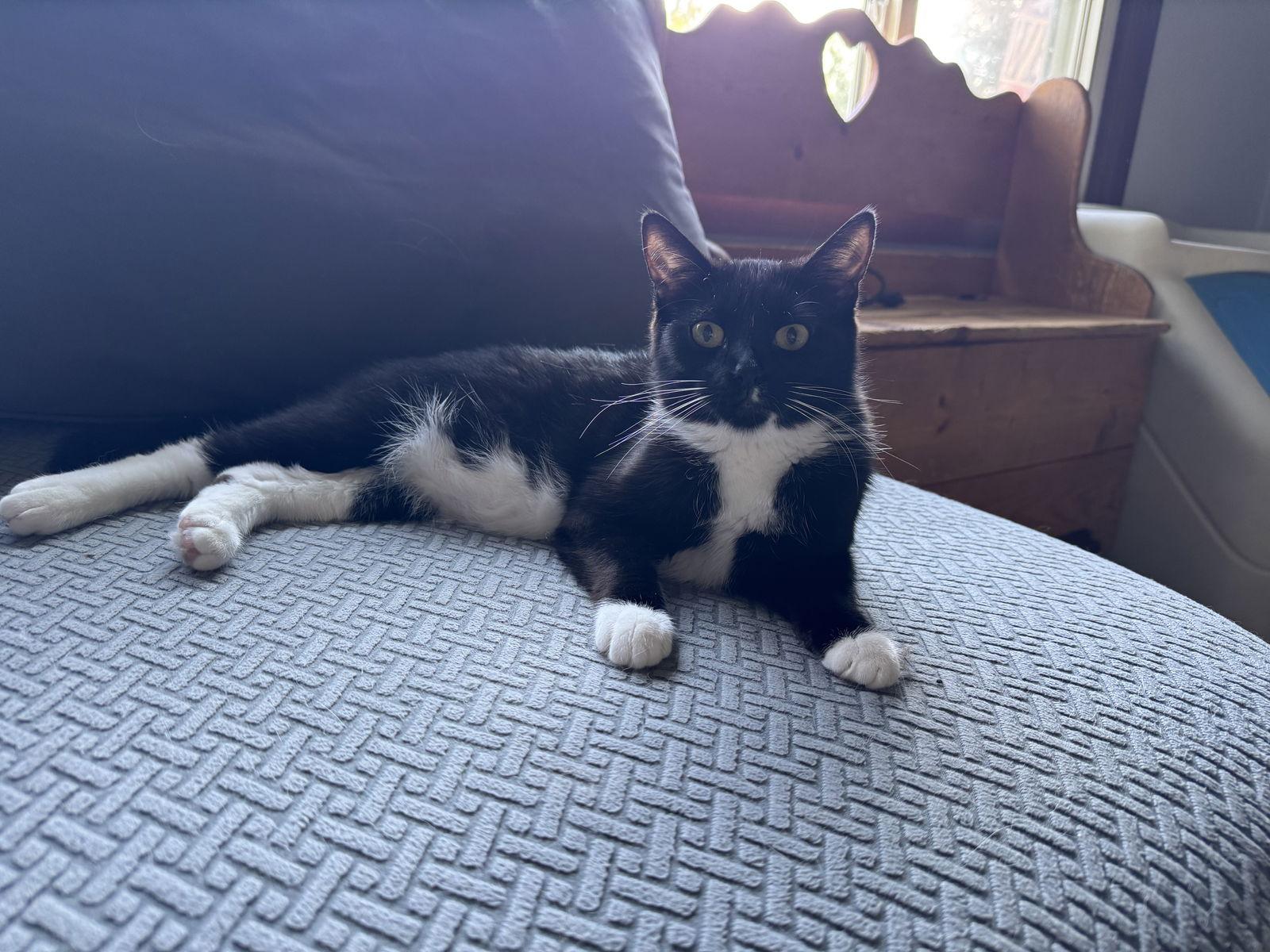 Enlarge Sky C4593, a Adoptable Domestic Short Hair in minneapolis, MN image 2/3