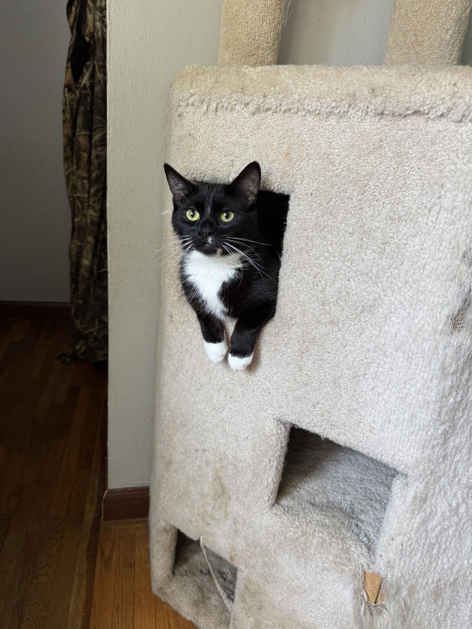 Enlarge Sky C4593, a Adoptable Domestic Short Hair in minneapolis, MN image 3/3