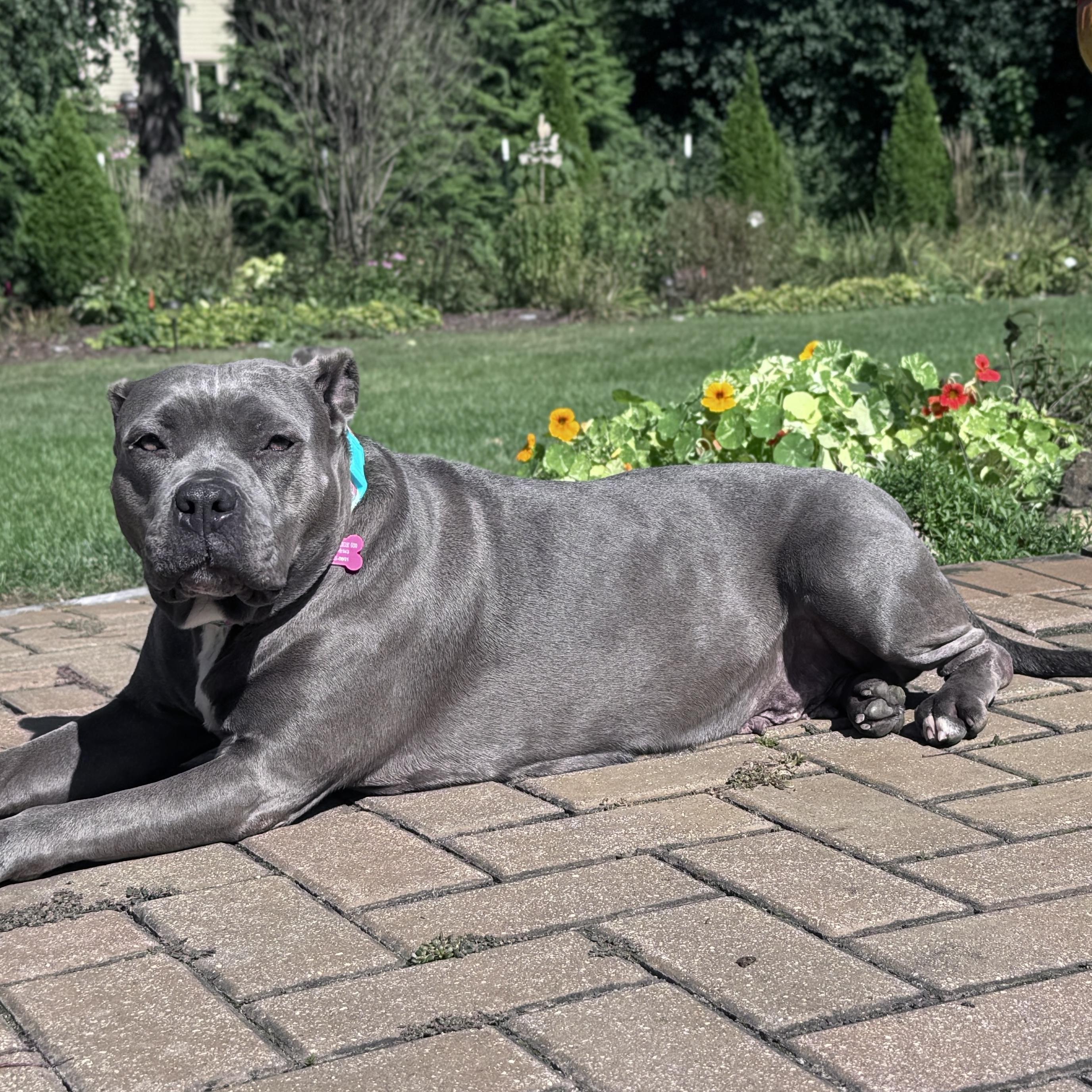 Ellen, a Adoptable Pit Bull Terrier image 2/6