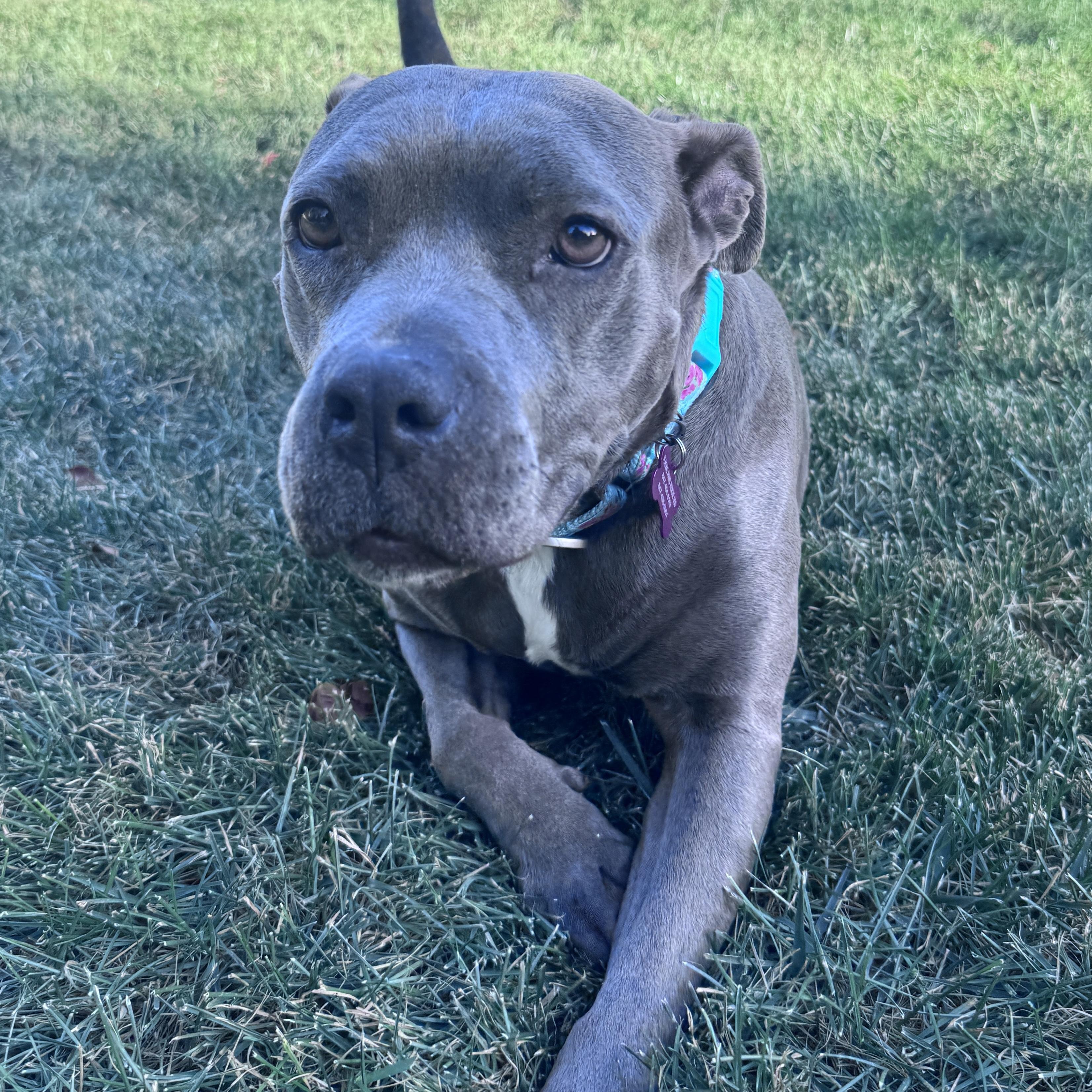 Ellen, a Adoptable Pit Bull Terrier image 3/6