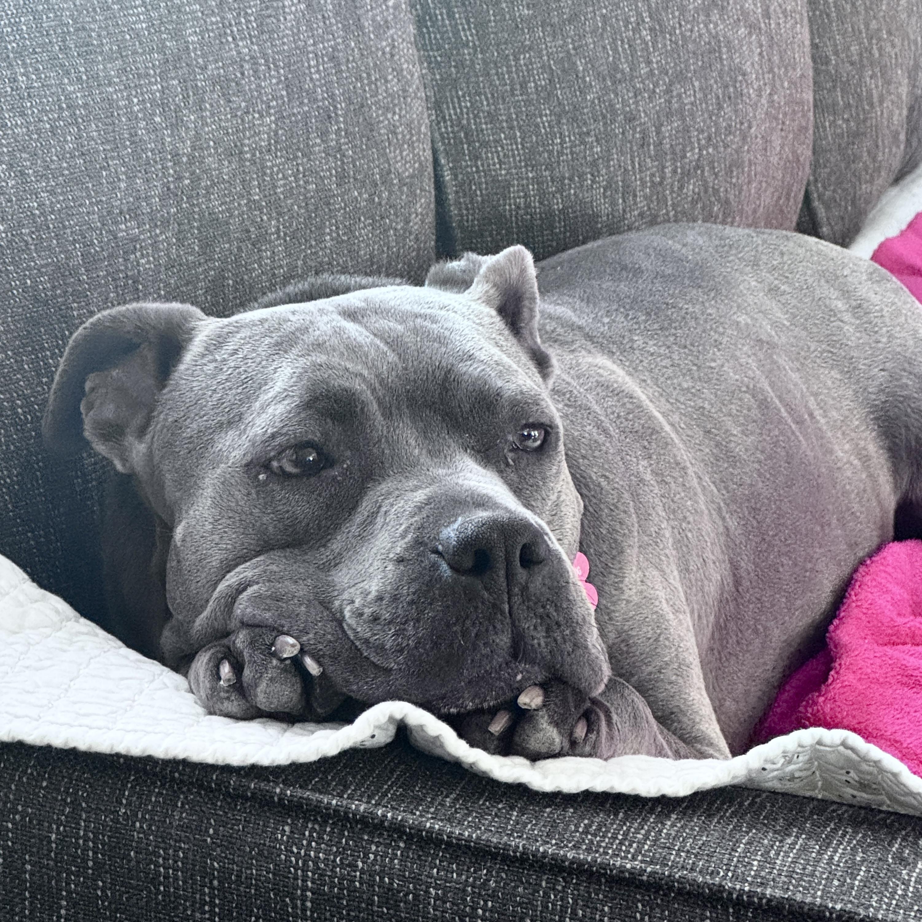 Ellen, a Adoptable Pit Bull Terrier image 1/6