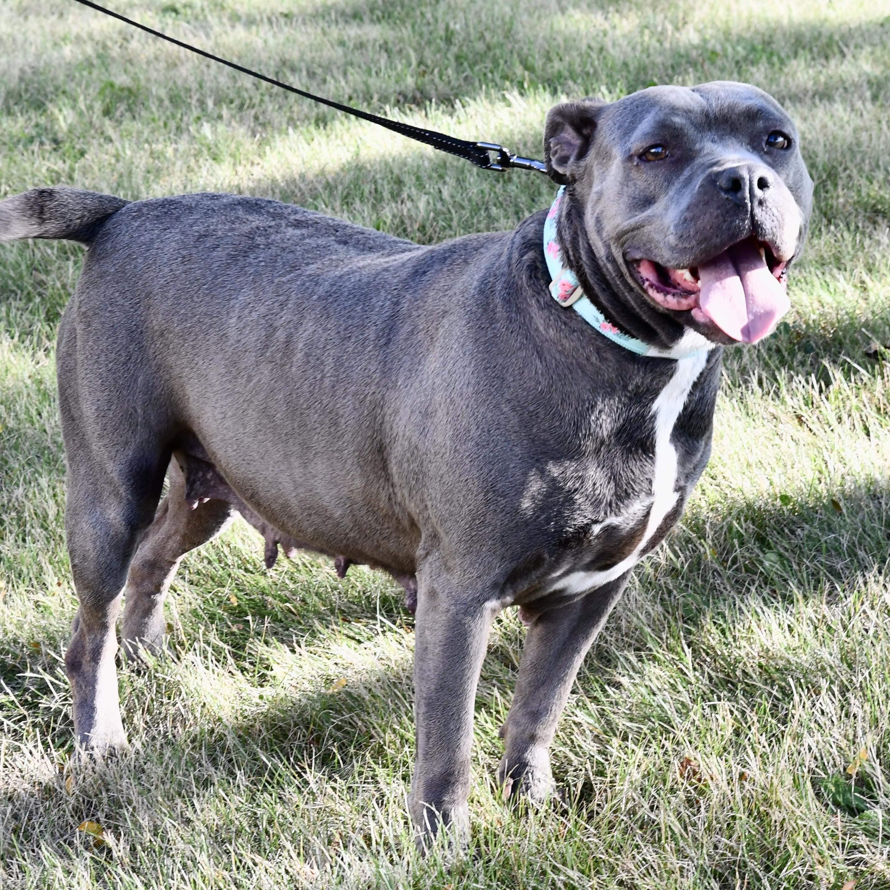 Ellen, a Adoptable Pit Bull Terrier image 5/6