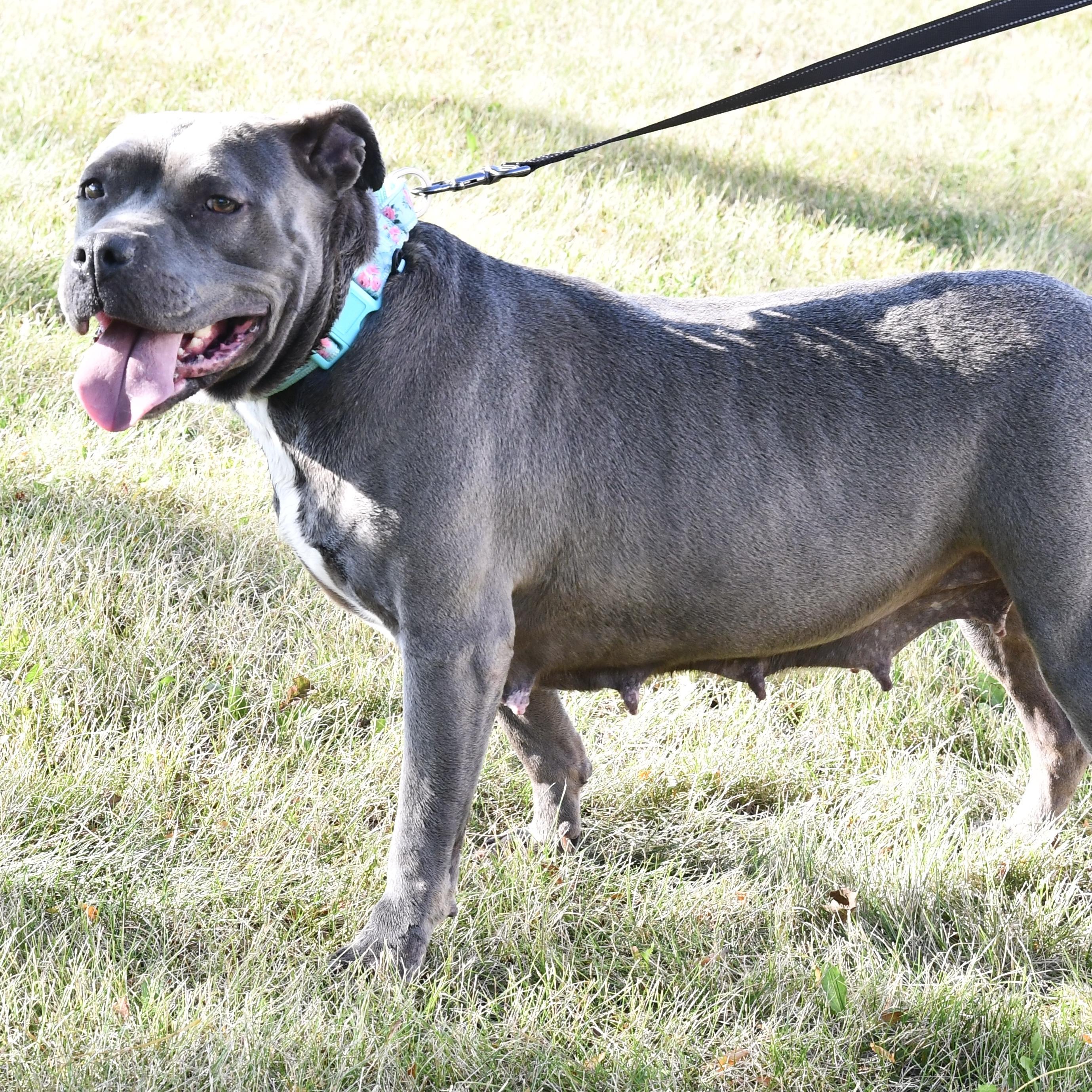 Ellen, a Adoptable Pit Bull Terrier image 6/6