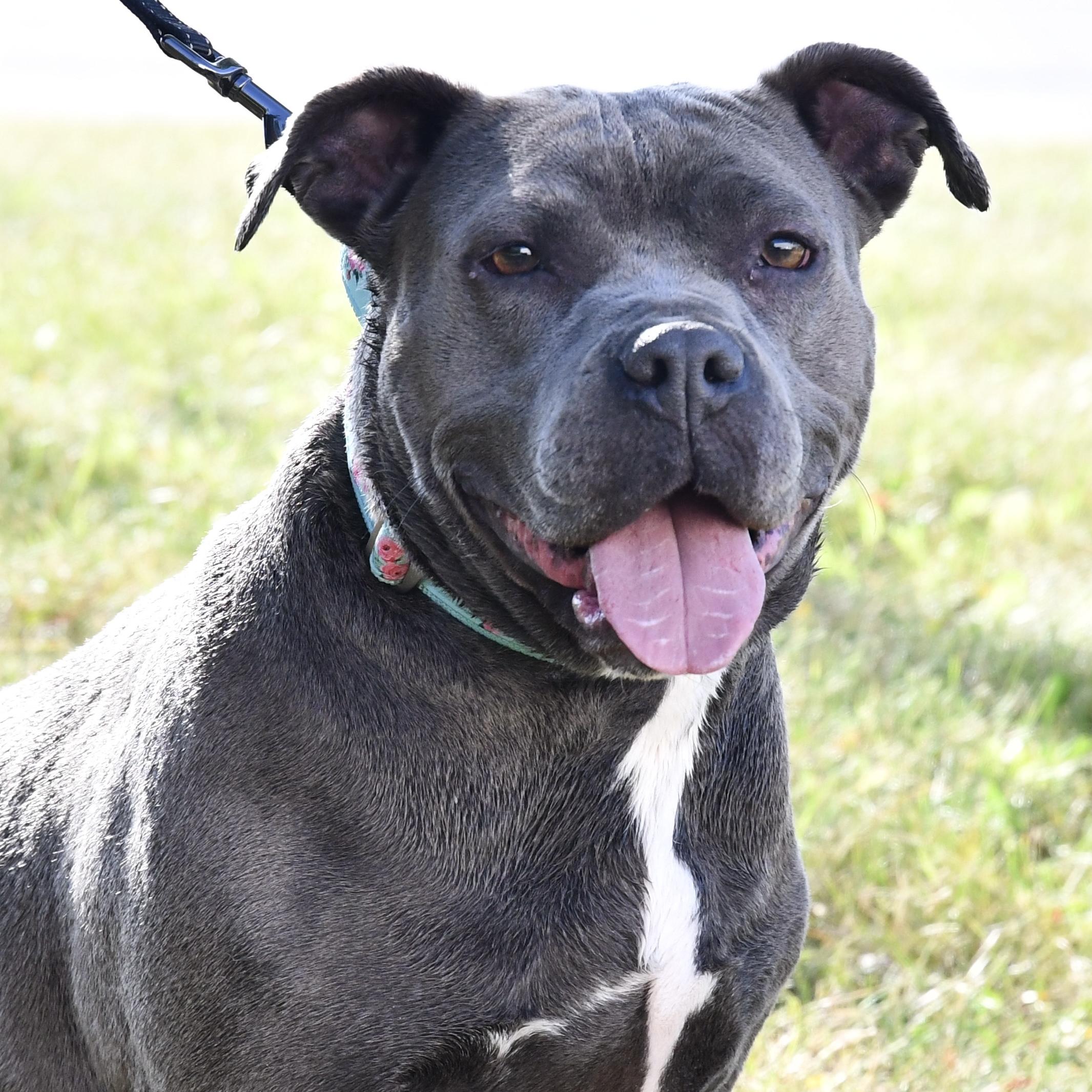 Ellen, Adoptable, Adult Female Pit Bull Terrier.