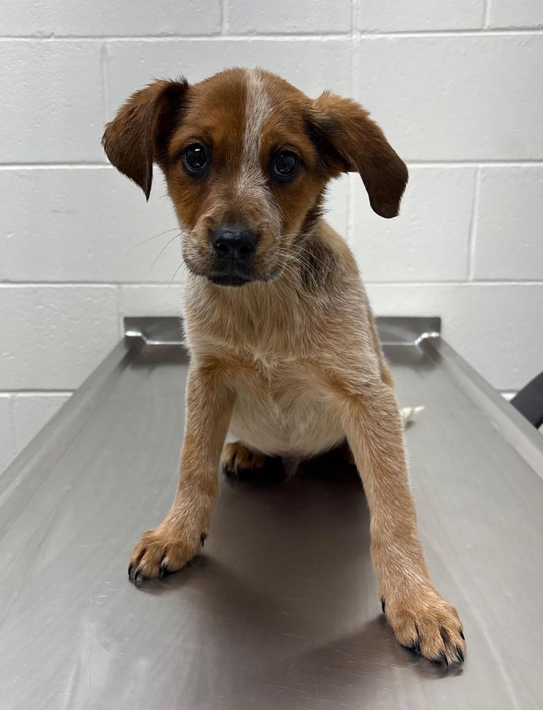 Enlarge Duke, a Adoptable mixed breed in Greeneville, TN image 1/1