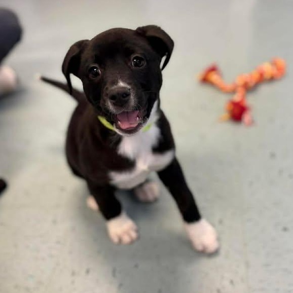 Ariel, adoptable, Puppy Female Labrador Retriever.