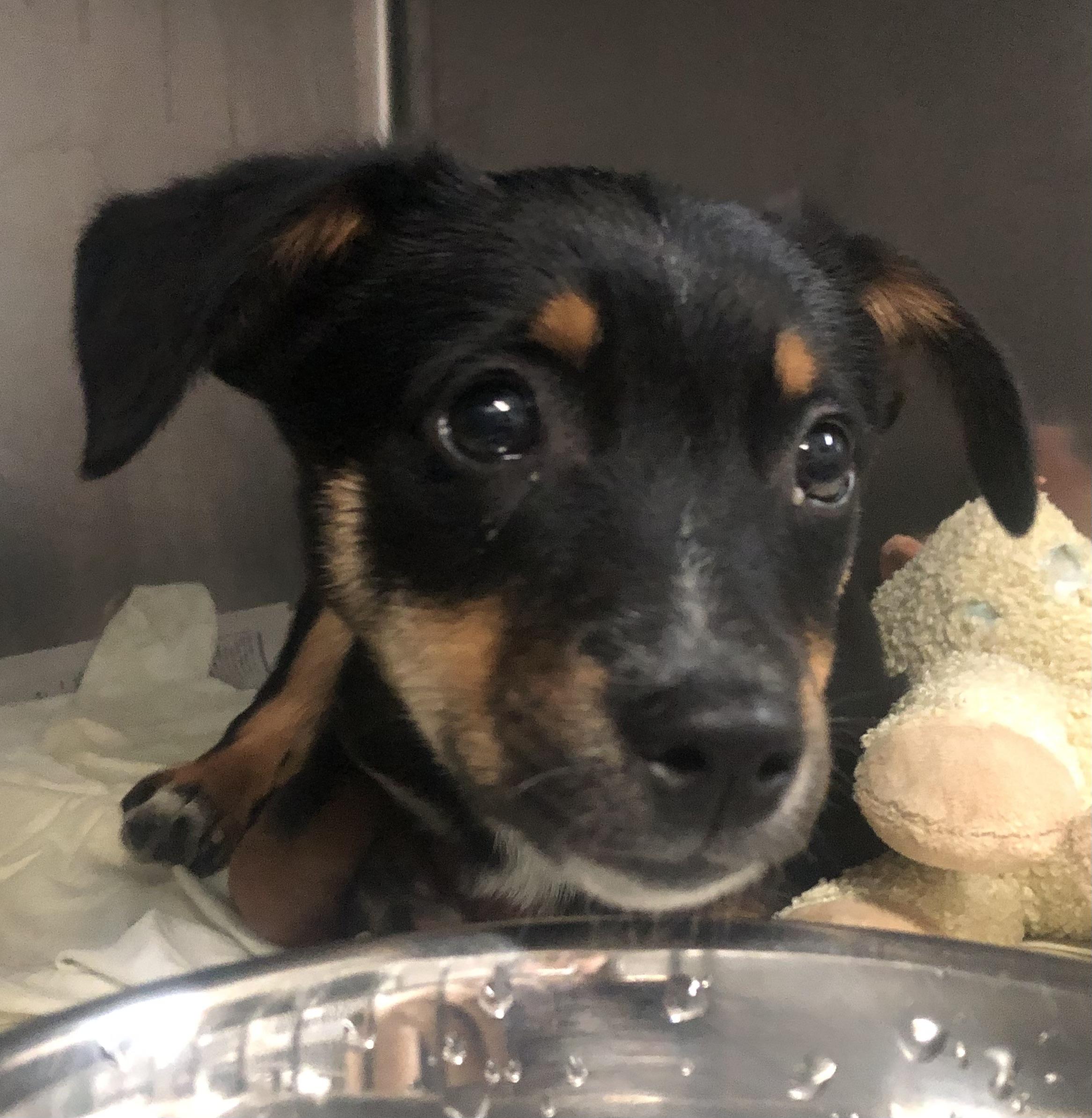 Enlarge Mia, a ADOPTABLE mixed breed in Parma, OH image 1/2