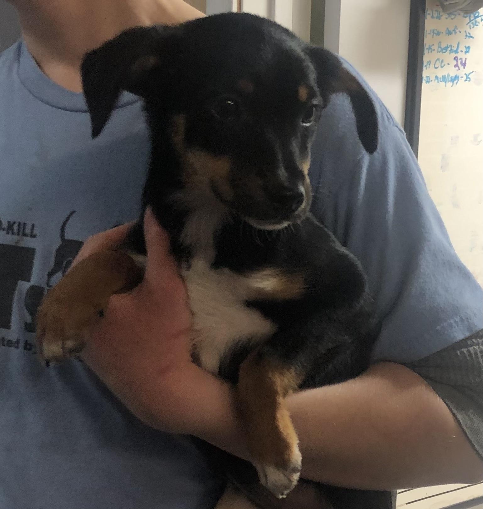 Enlarge Mia, a ADOPTABLE mixed breed in Parma, OH image 2/2